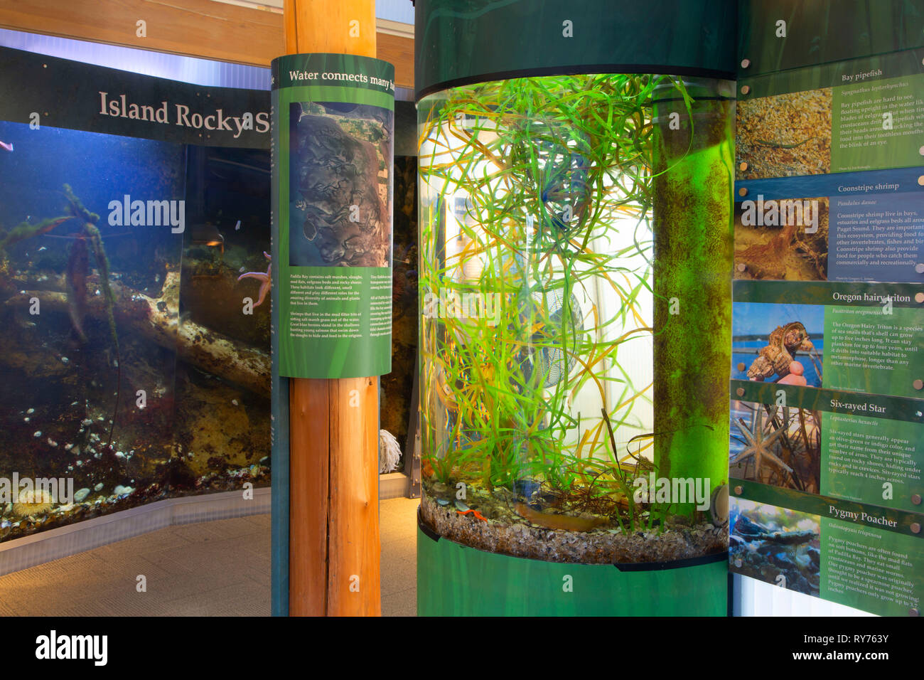 Visitor Center displays, Padilla Bay National Estuarine Reserve