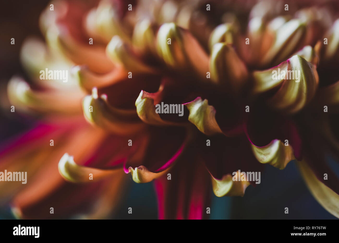 Extreme close up angle hi-res stock photography and images - Alamy