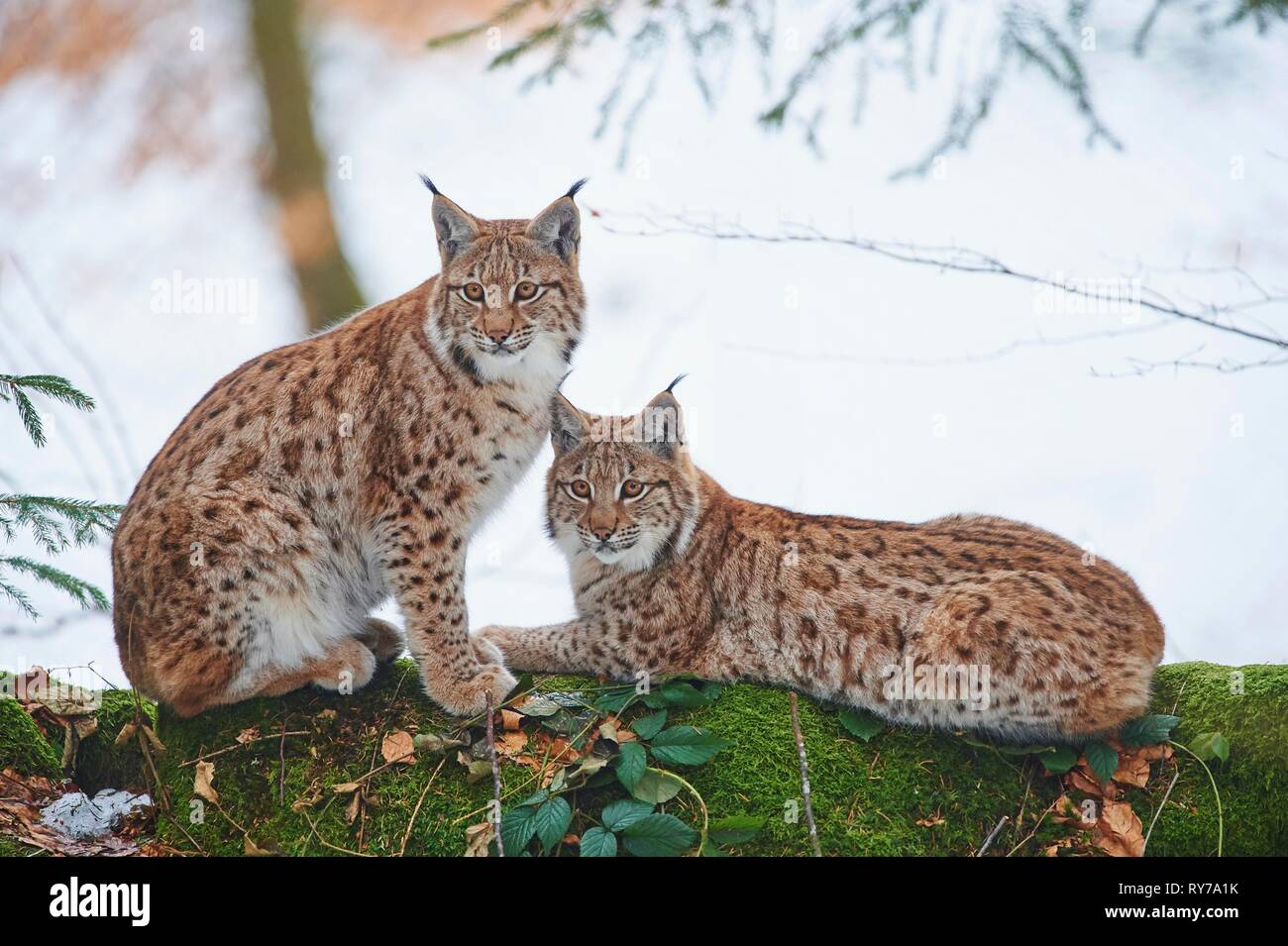 Eurasian Lynxes (Lynx Lynx) In A Forest In Winter, Bavarian Forest ...