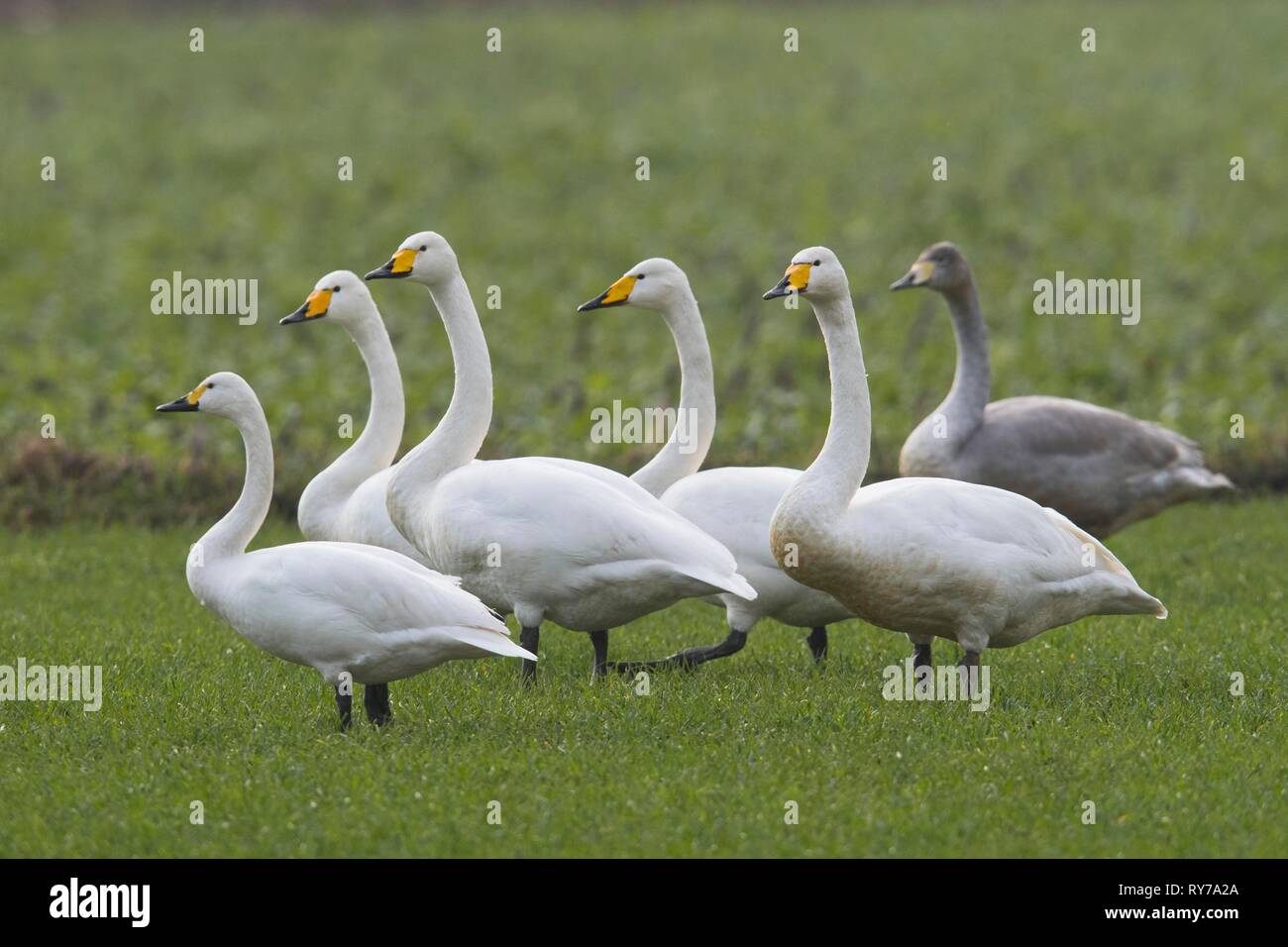Whooper swans (Cygnus cygnus), group of animals in a meadow, Emsland, Lower Saxony, Germany Stock Photo