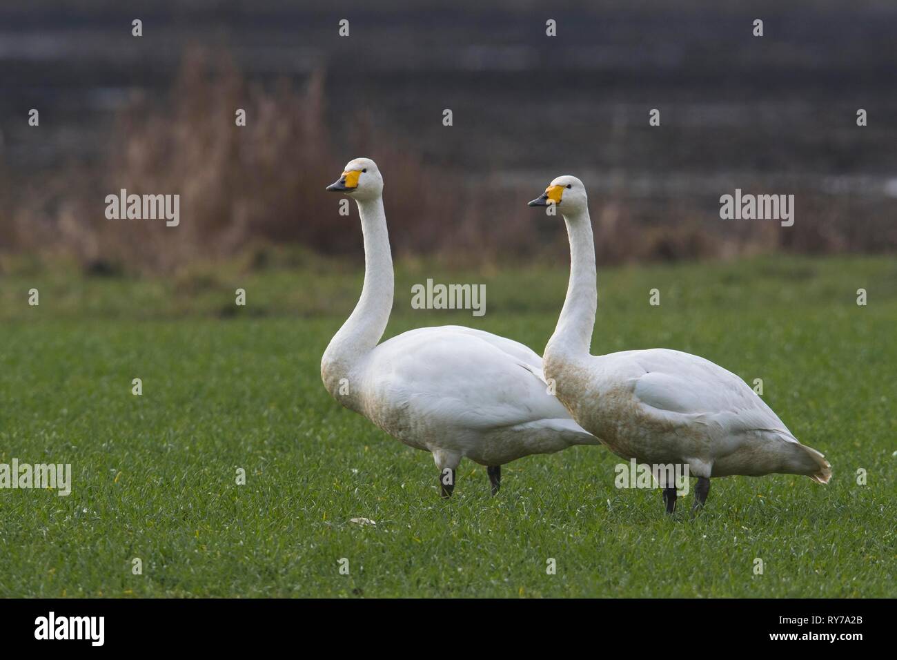 Whooper swans (Cygnus cygnus), pair standing in a meadow, Emsland, Lower Saxony, Germany Stock Photo