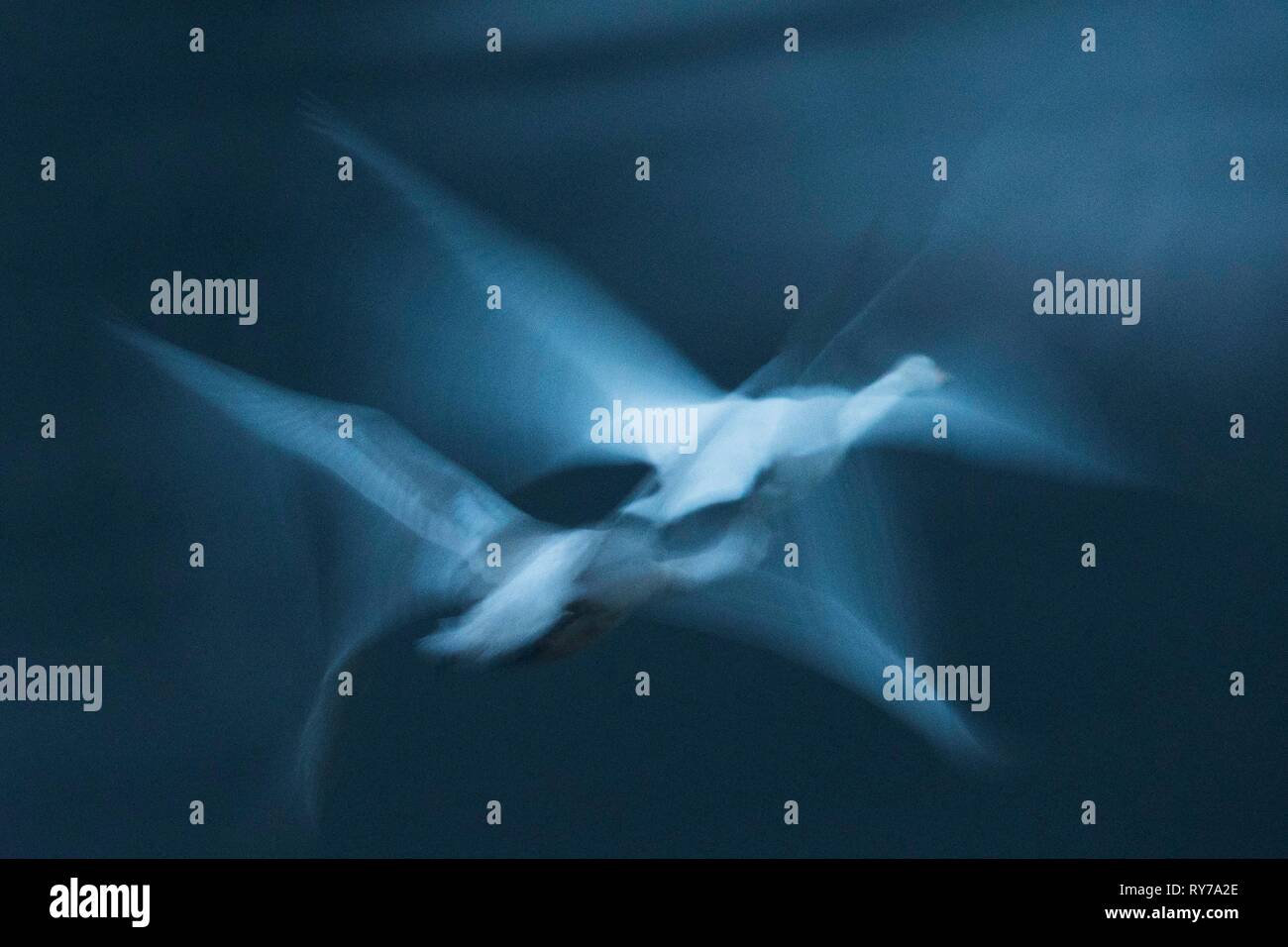Two Whooper swans (Cygnus cygnus), flying at night, motion blur, Emsland, Lower Saxony, Germany Stock Photo