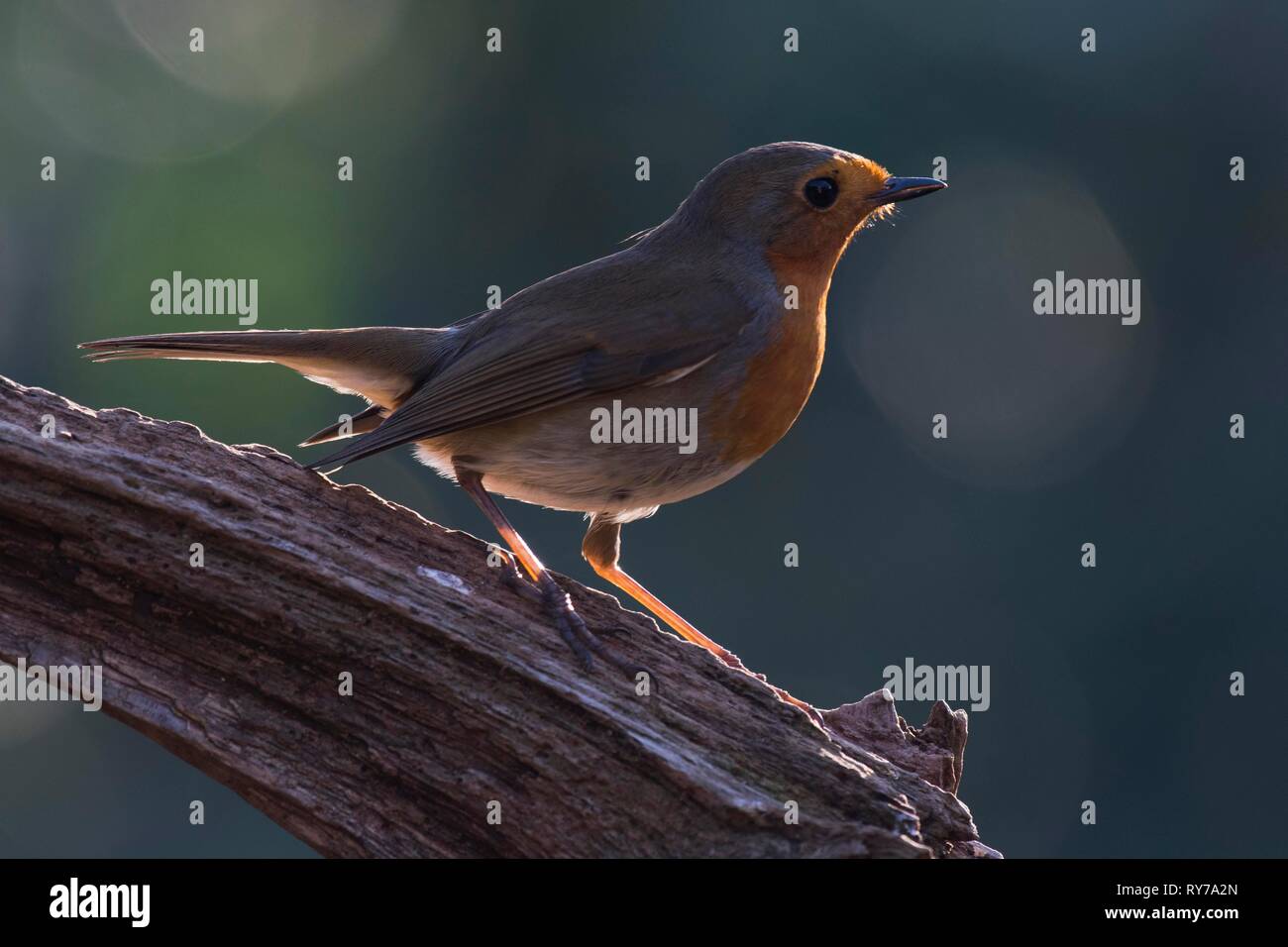 European robin (Erithacus rubecula) sits on branch, Emsland, Lower Saxony, Germany Stock Photo
