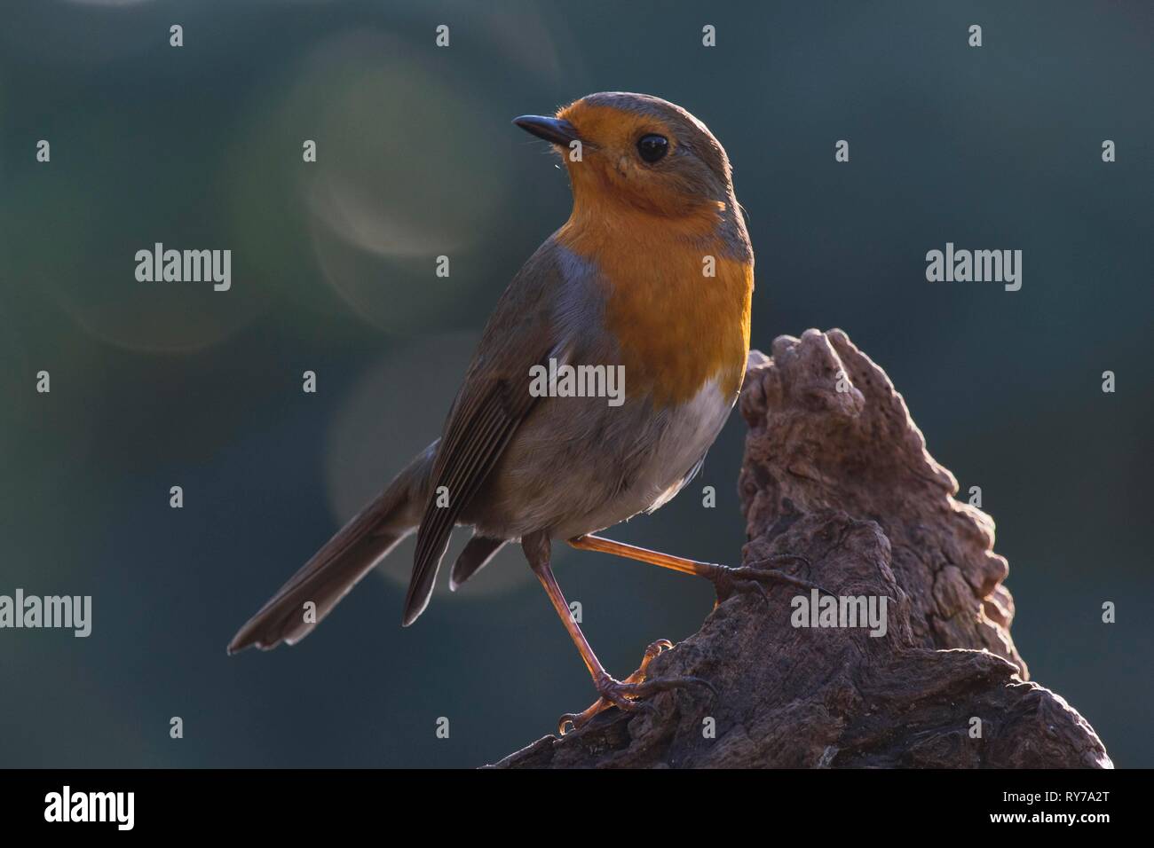 European robin (Erithacus rubecula) on tree stump, Emsland, Lower Saxony, Germany Stock Photo