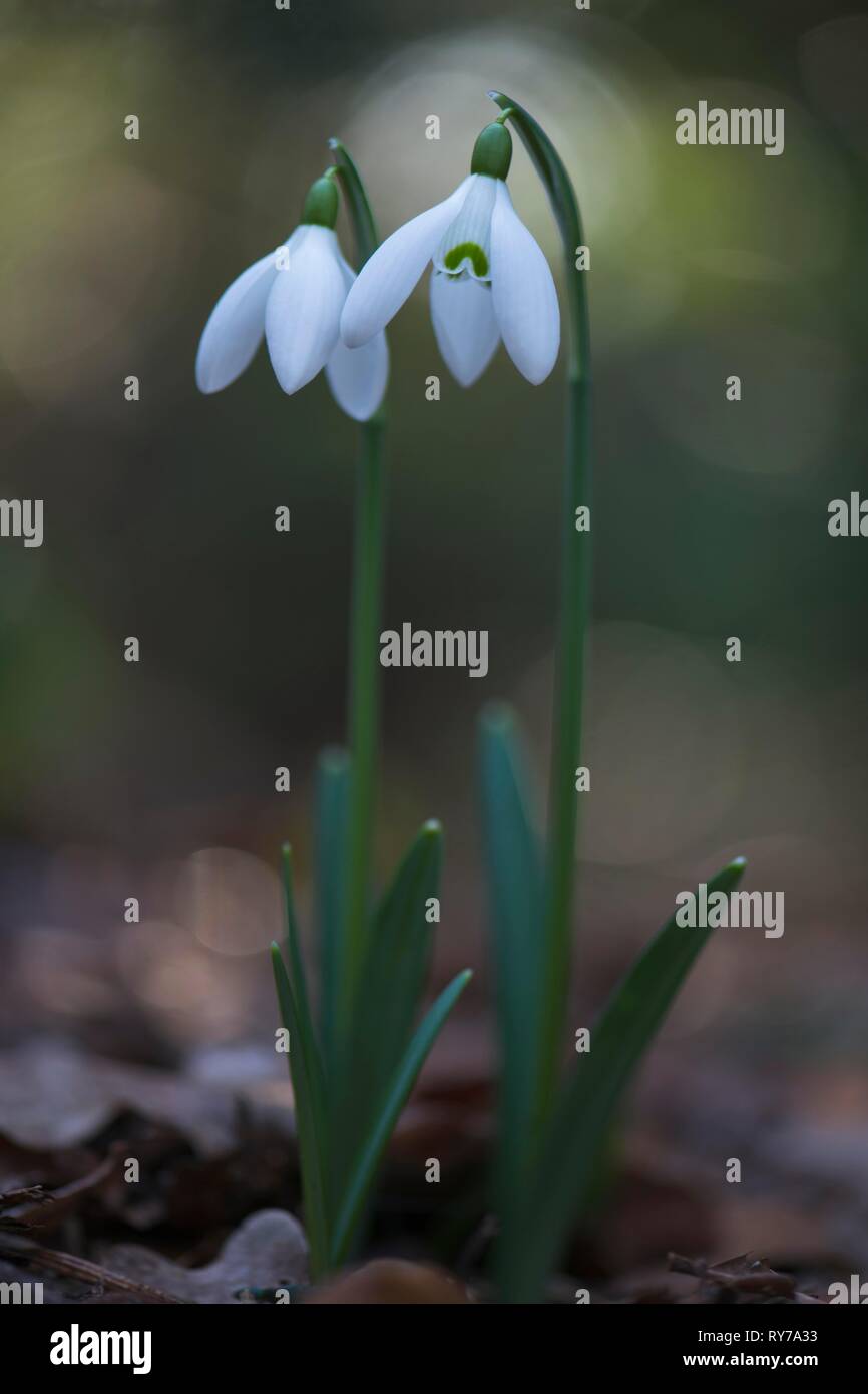 Snowdrops (Galanthus nivalis), Emsland, Lower Saxony, Germany Stock Photo