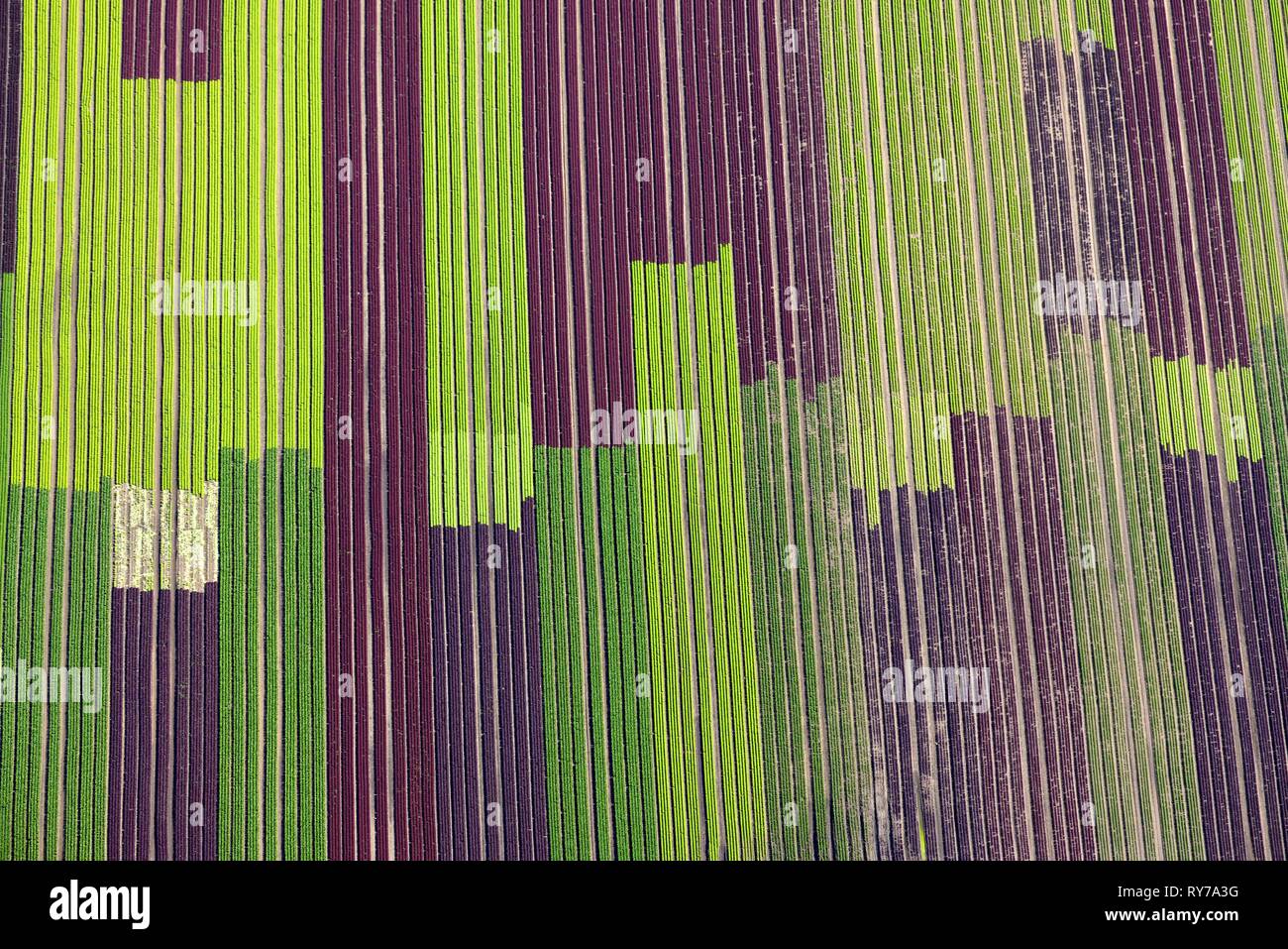 Salad fields, cultivation of red and green lettuce in rows, Schleswig-Holstein, Germany Stock Photo