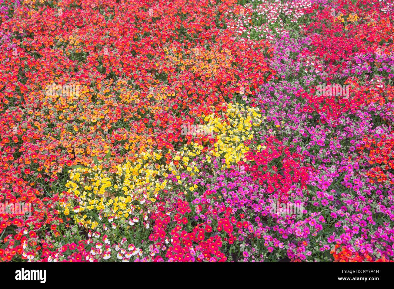 Nemesia (Nemesia), coloured flower field in full bloom, yellow, red, violet, Liguria, Italy Stock Photo