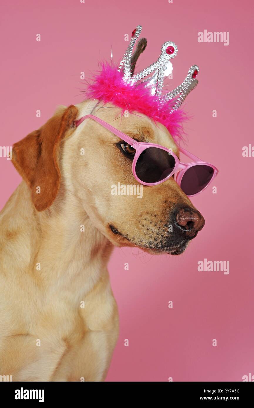 Labrador retriever, yellow, bitch, with pink glasses and crown on head, pink background, Austria Stock Photo