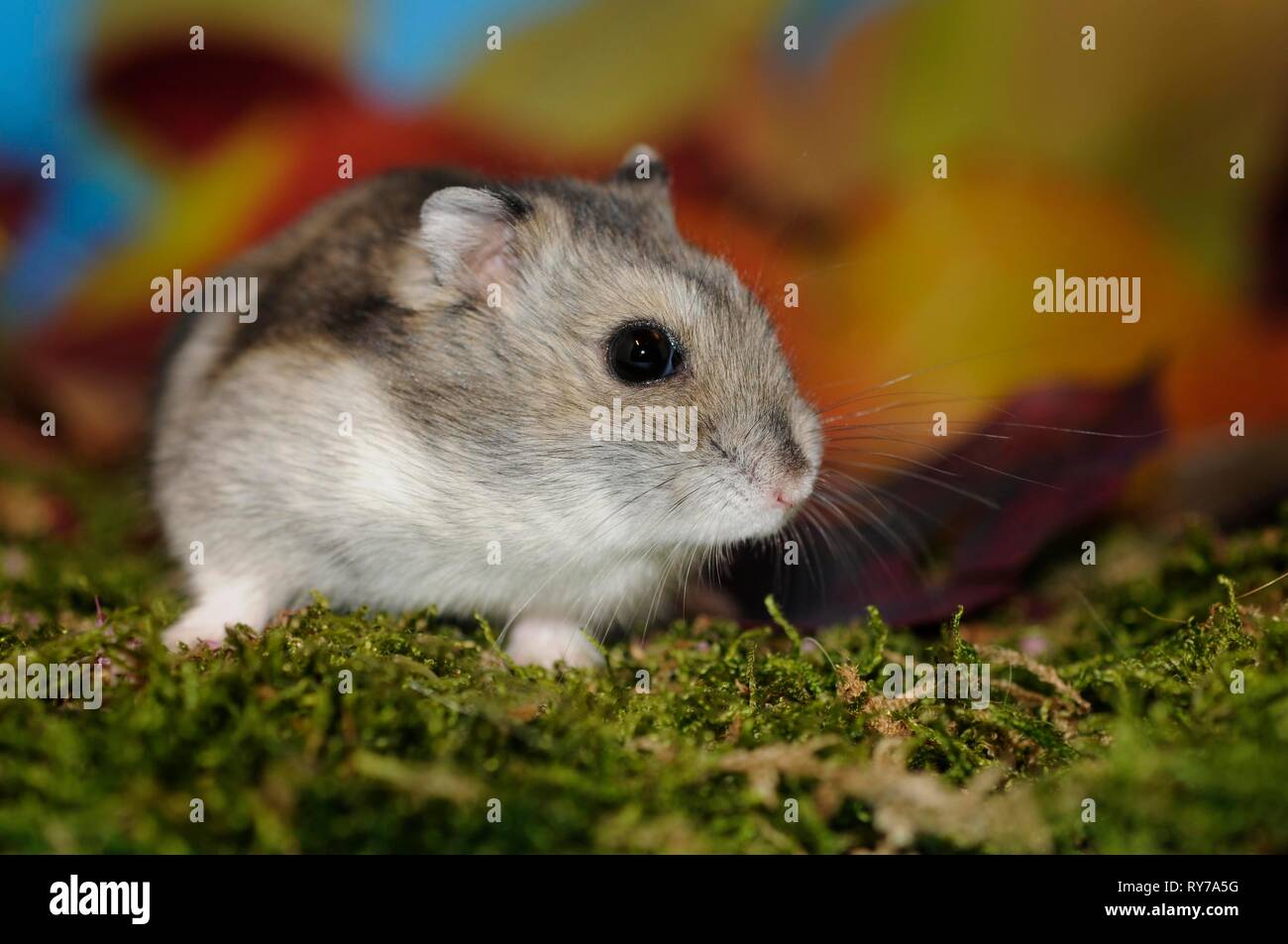 Djungarian hamster (Phodopus sungorus), agouti, sits in the moss, Austria Stock Photo