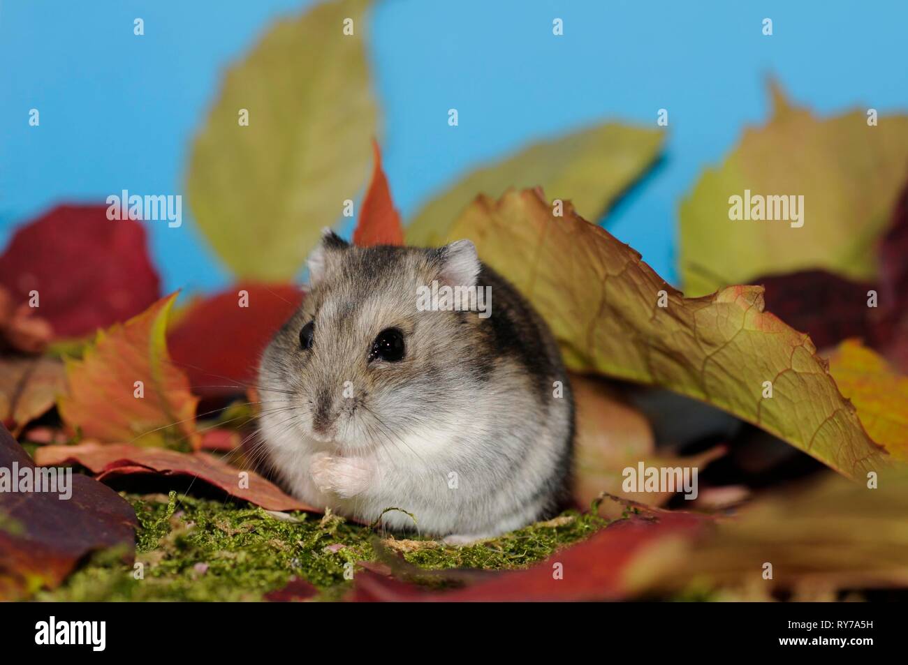 Dsungarian dwarf hamster, agouti, sitting on moss in autumn leaves, Austria Stock Photo