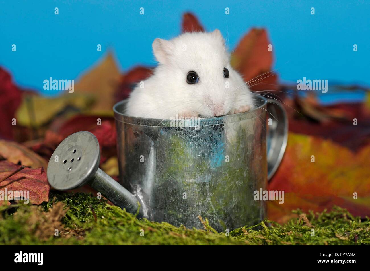 Dsungarian dwarf hamster, white, sitting in a small watering can in front of autumn leaves, Austria Stock Photo