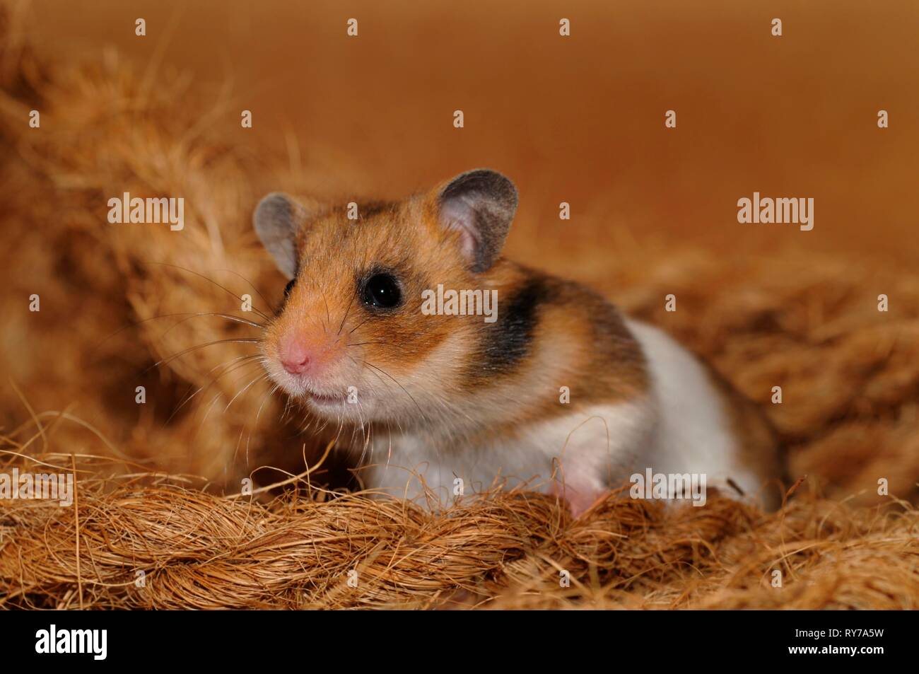 Golden hamster (Mesocricetus auratus), sits between coconut fibres, Austria Stock Photo