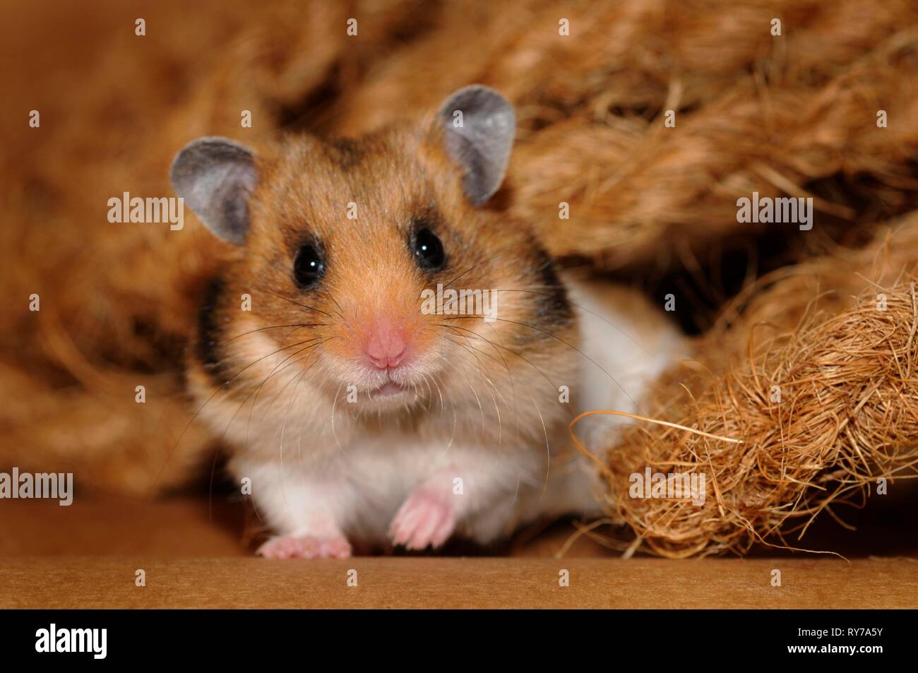 Golden hamster (Mesocricetus auratus), sits between coconut fibres, Austria Stock Photo