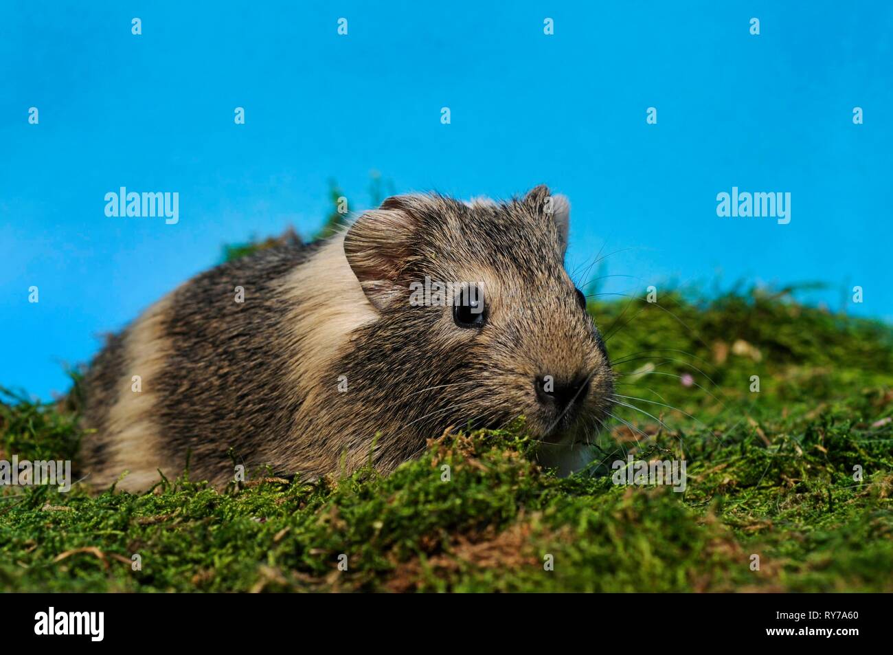 Guinea Pig (Caviidae), wild color-white, shorthair, young, sits on moss, Austria Stock Photo