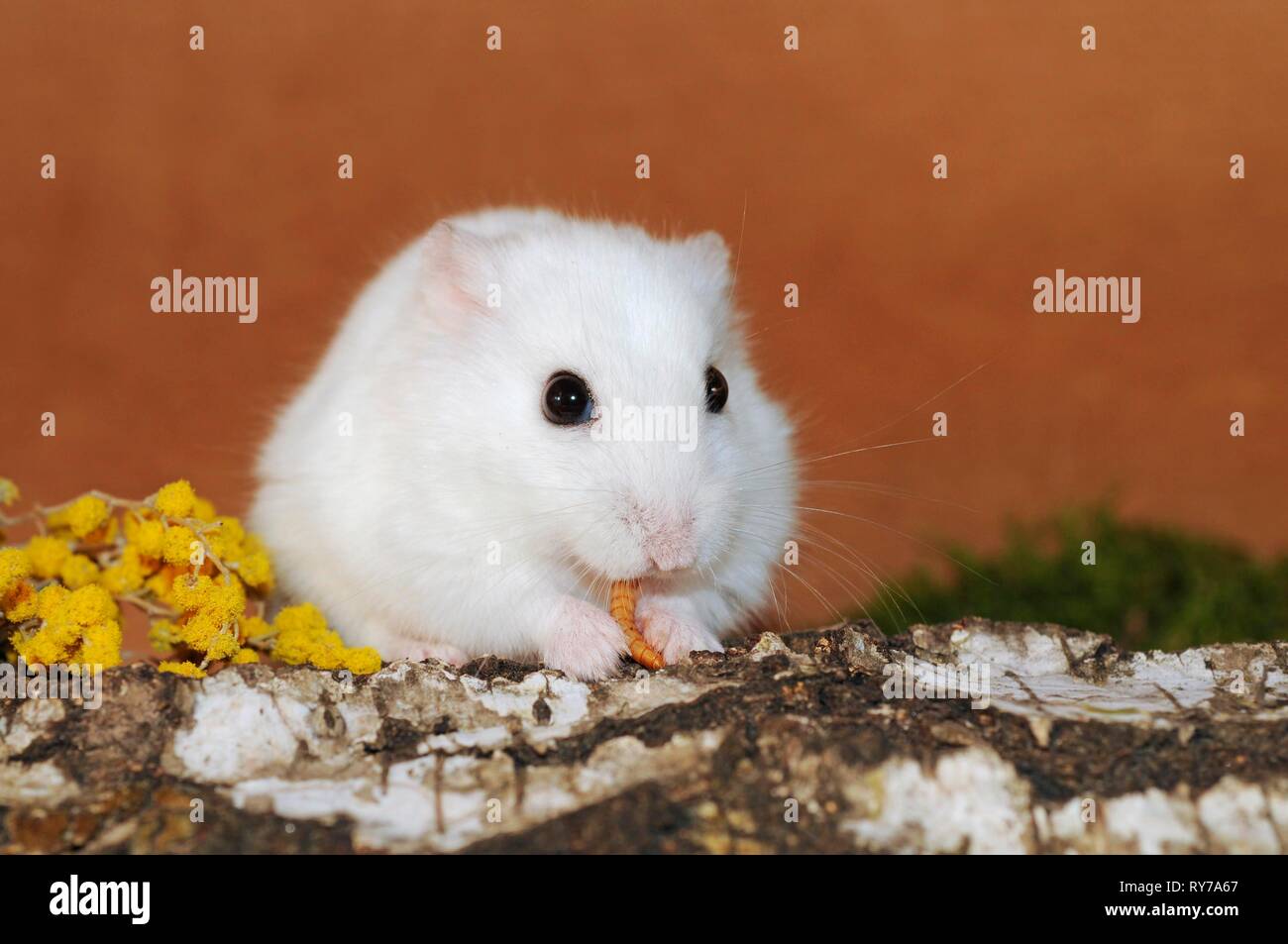 Dsungarian dwarf hamster, white, sits nibbling on birch bark, Austria Stock Photo