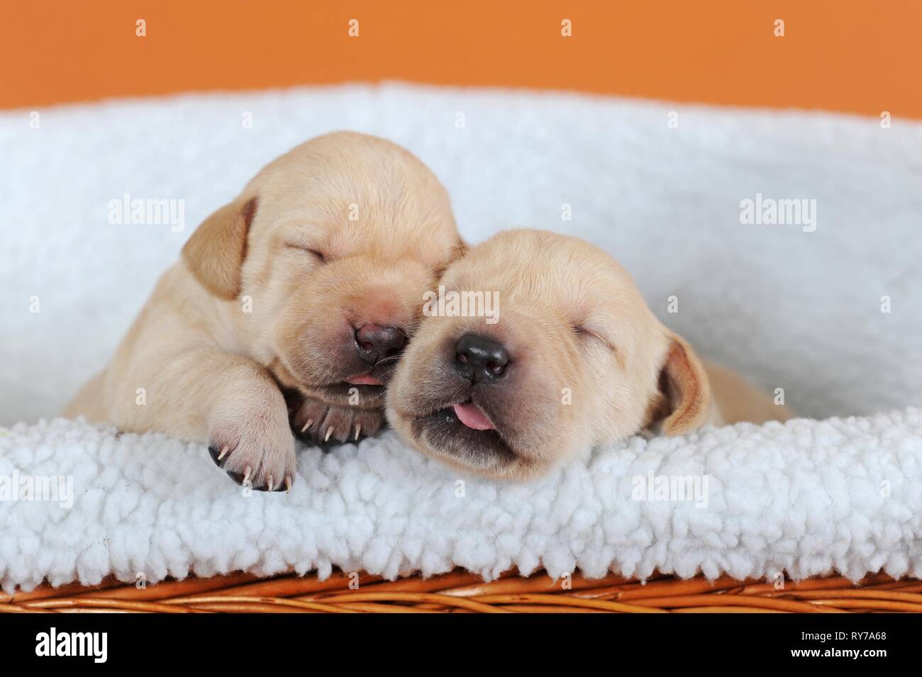 Labrador Retriever, yellow, puppies 10 days, sleeping next to each other, Austria Stock Photo