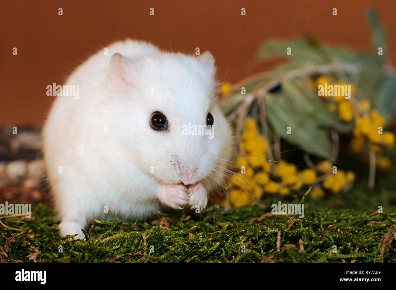 Dsungarian dwarf hamster, white, sitting on moss, Austria Stock Photo
