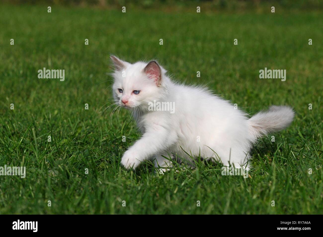 Ragdoll, kitten, white, 7 weeks, running in meadow, Austria Stock Photo