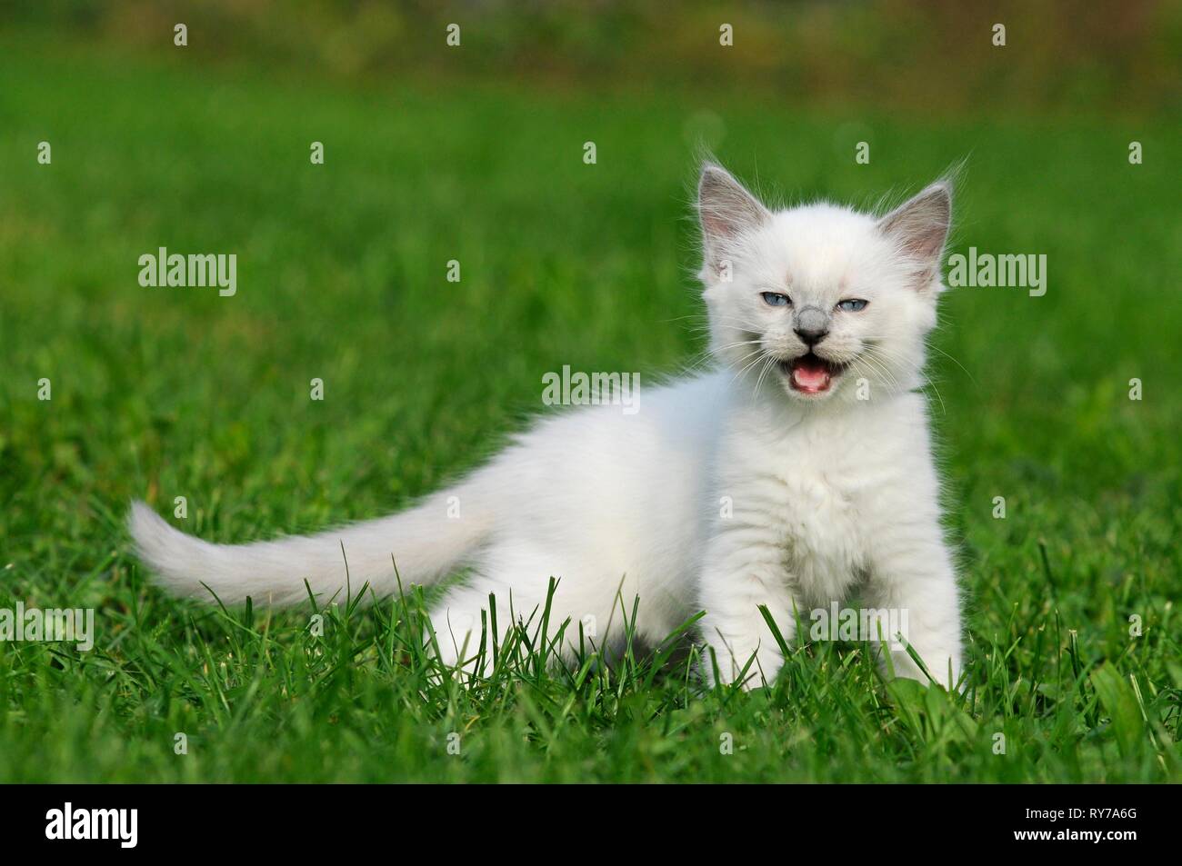Ragdoll, Kitten 7 weeks runs in meadow meowing, Austria Stock Photo