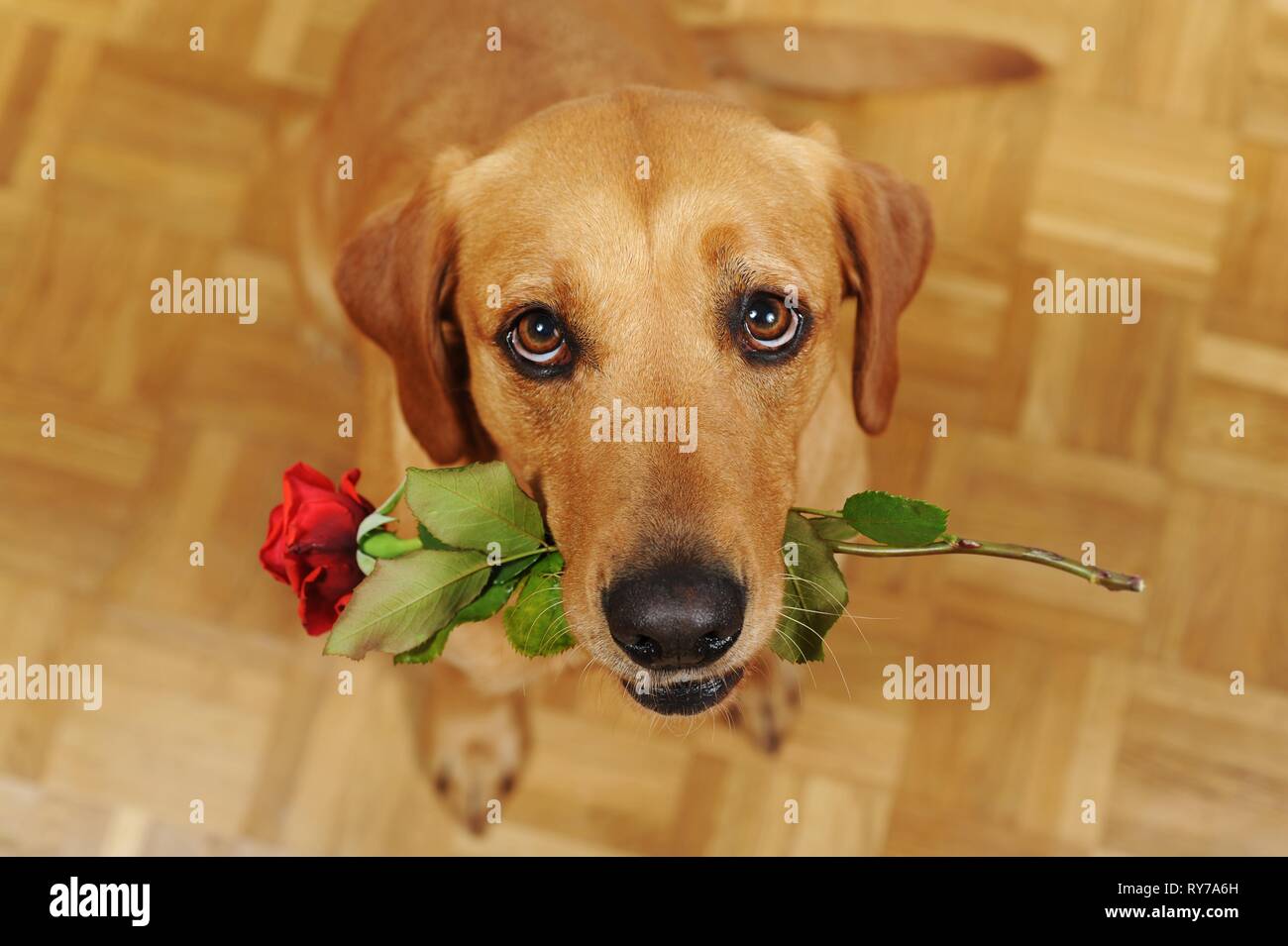 Labrador Retriever, yellow, bitch, view from above, holds red rose in mouth, faithful view, Austria Stock Photo