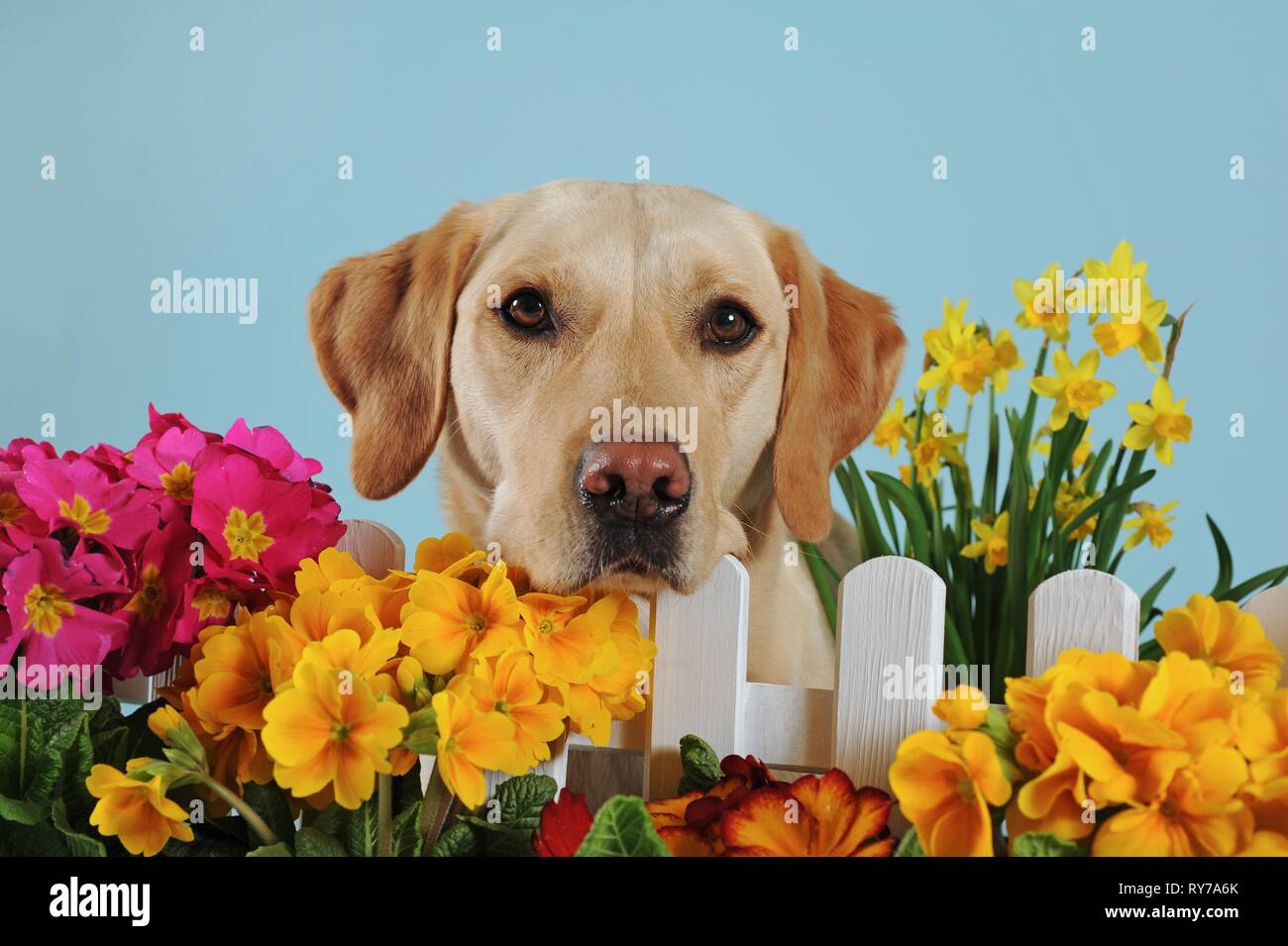 Labrador Retriever, yellow, male, looking over fence with spring flowers, Austria Stock Photo