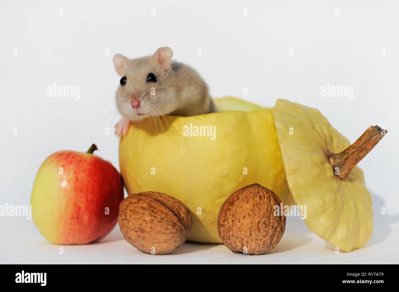 sapphire dwarf hamster