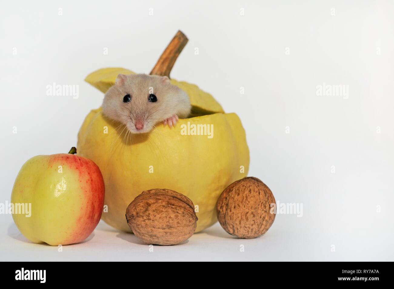 Dsungarian dwarf hamster, sapphire, looking from ornamental pumpkin, Austria Stock Photo
