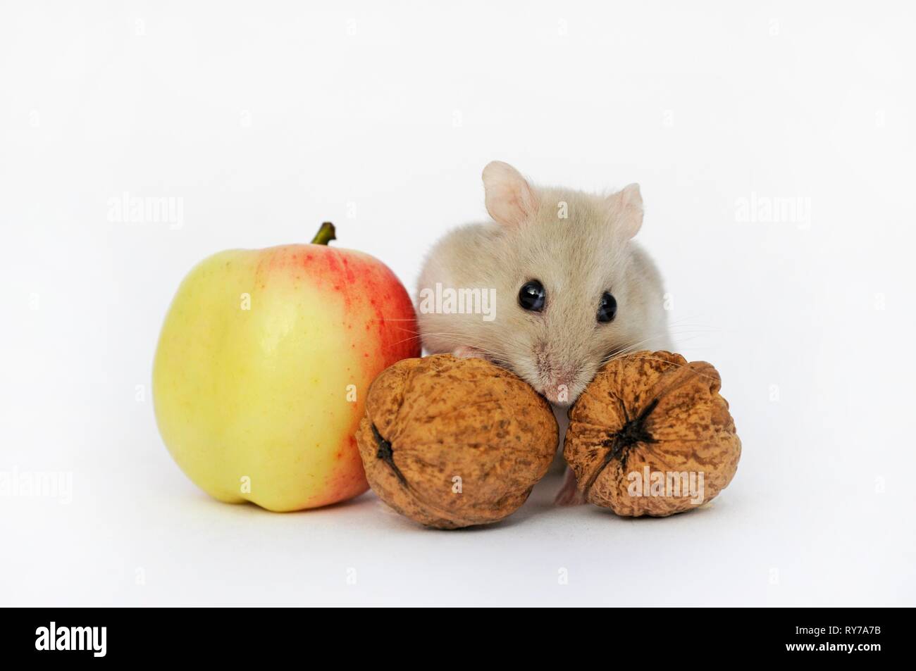 Dsungarian dwarf hamster, sapphire, sits between nuts and apple, Austria Stock Photo