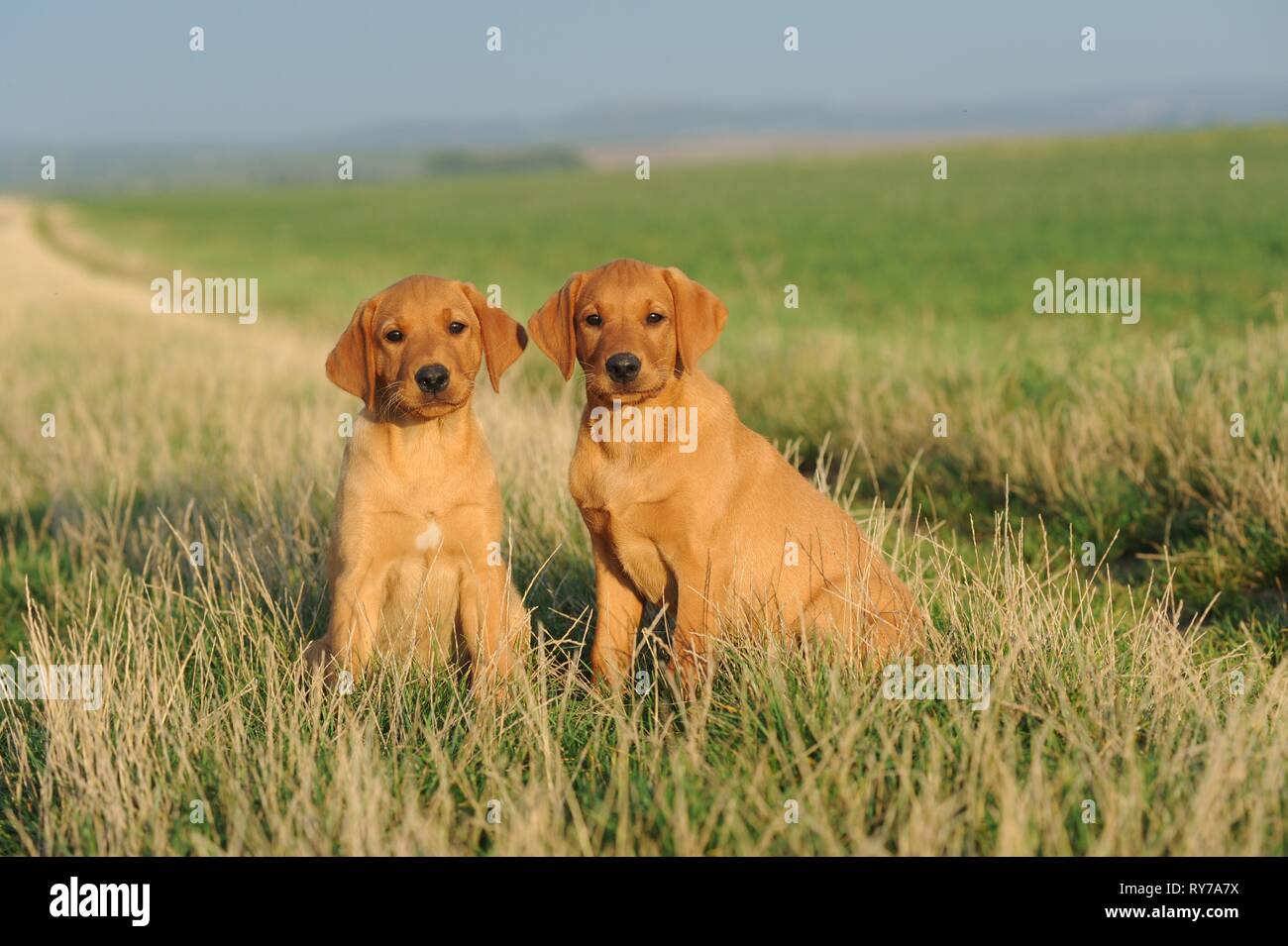 Labrador Retriever, yellow, puppies 9 weeks, sitting next to each other, Austria Stock Photo