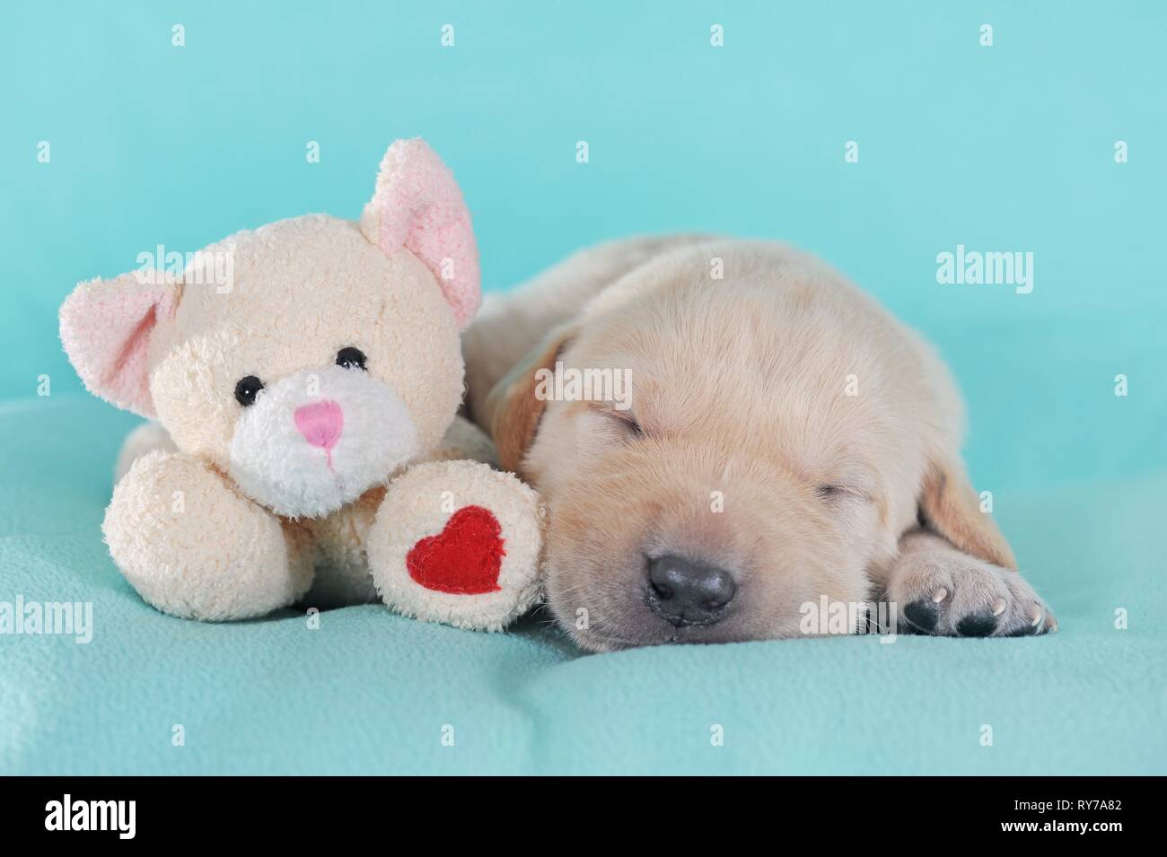 Labrador Retriever, yellow, puppy 3 weeks, sleeps with cuddly toy, Austria Stock Photo