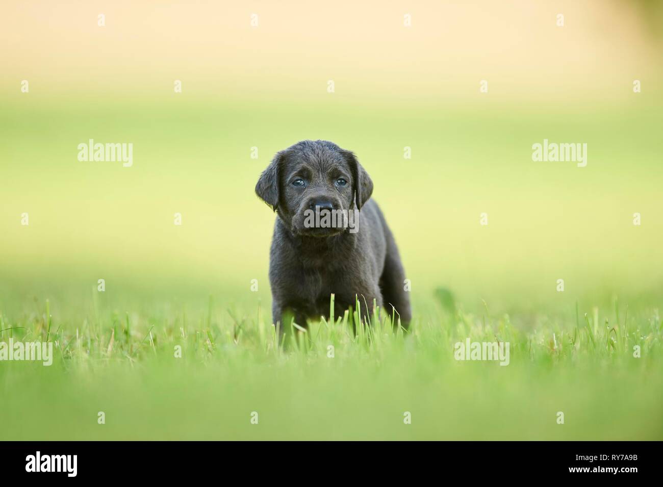 Black Labrador Retriever, pup standing on a meadow, Germany Stock Photo