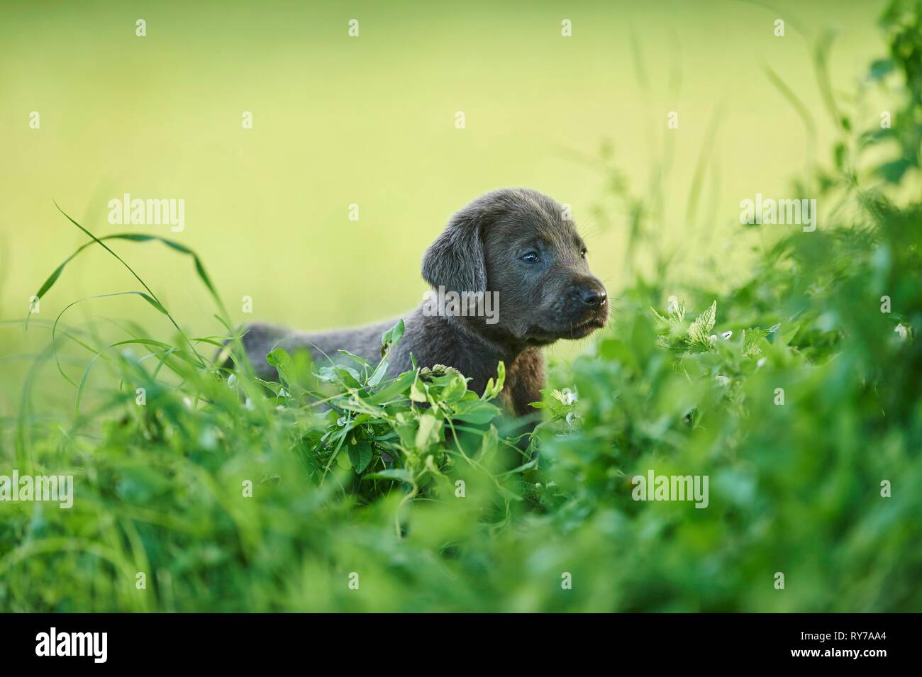 Black Labrador Retriever, pup on a meadow looking curious, Germany