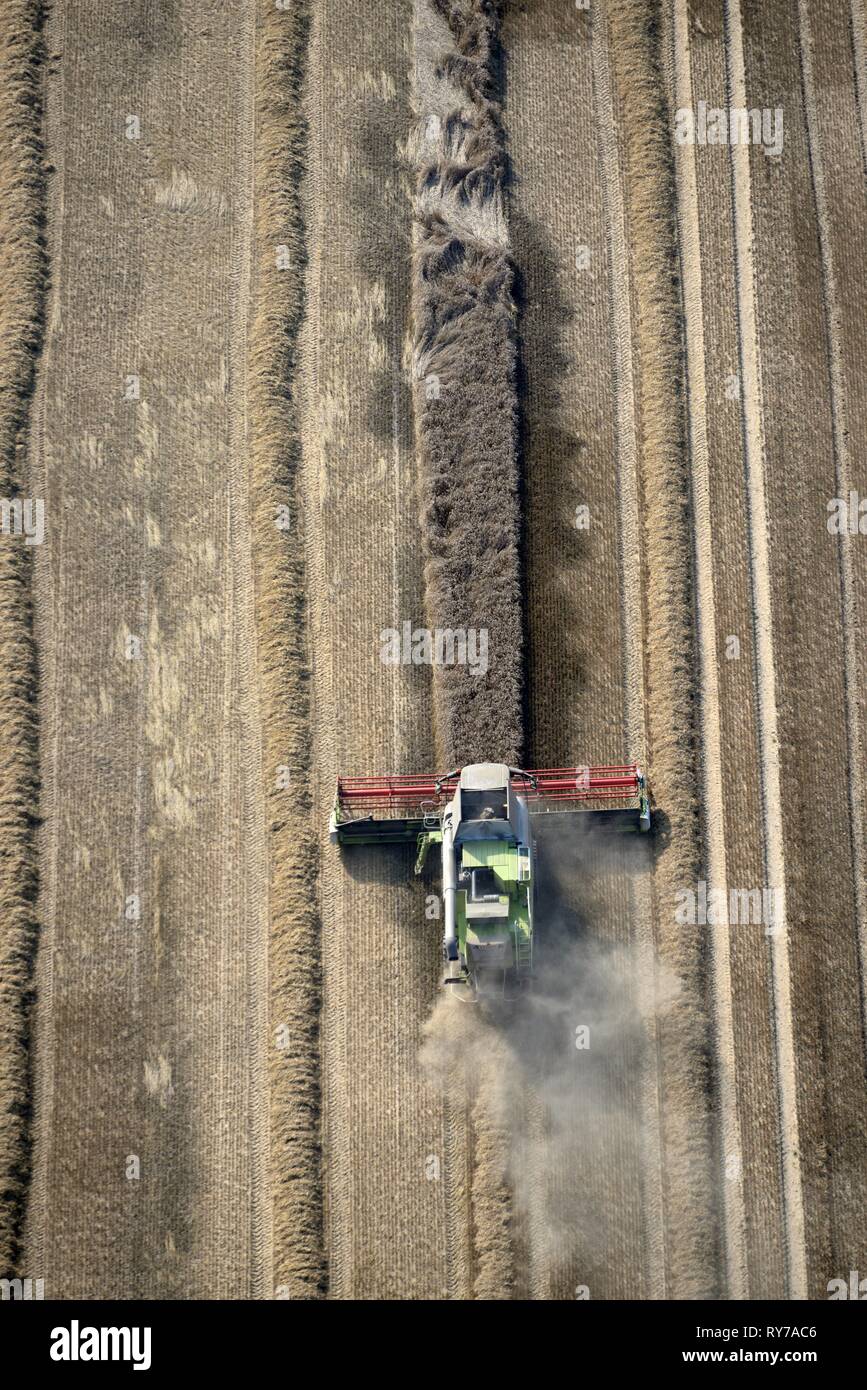 Harvester for harvesting grain, cereal field, agriculture, Schleswig-Holstein, Germany Stock Photo