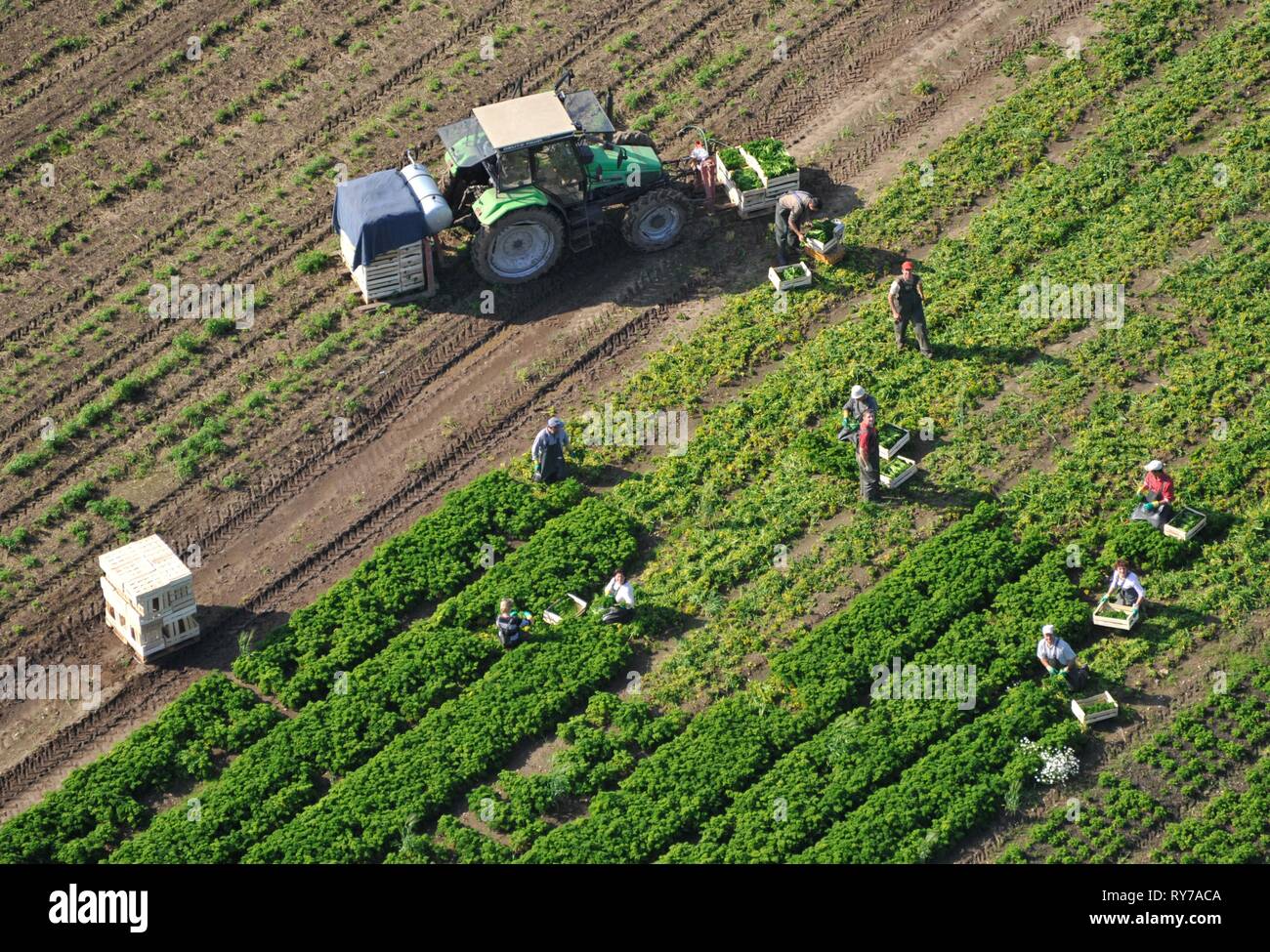 Workers harvesting in the field, Schleswig-Holstein, Germany Stock Photo