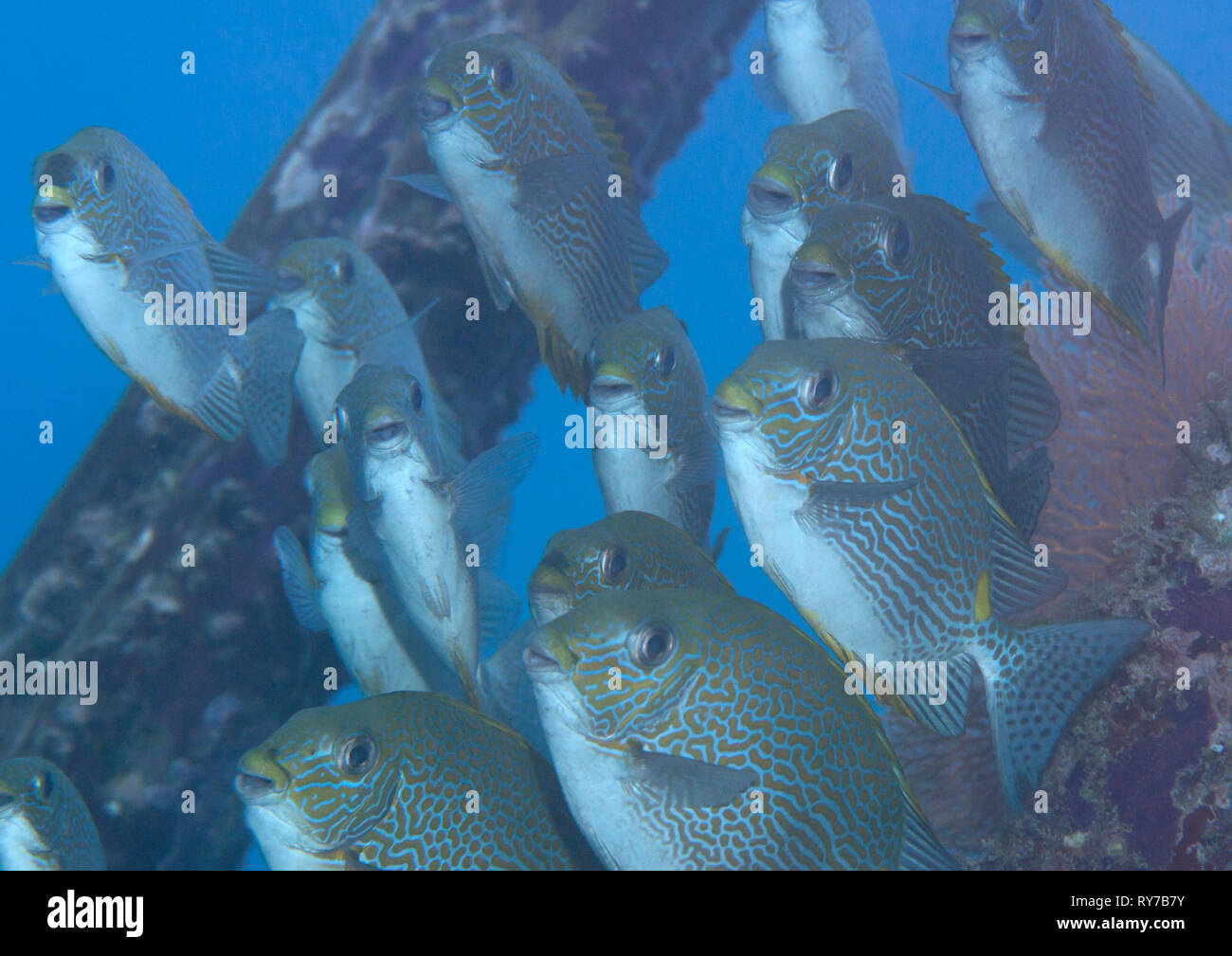 School of gold saddle rabbitfish , Siganus guttatus over coral reef of Raja Ampat Stock Photo