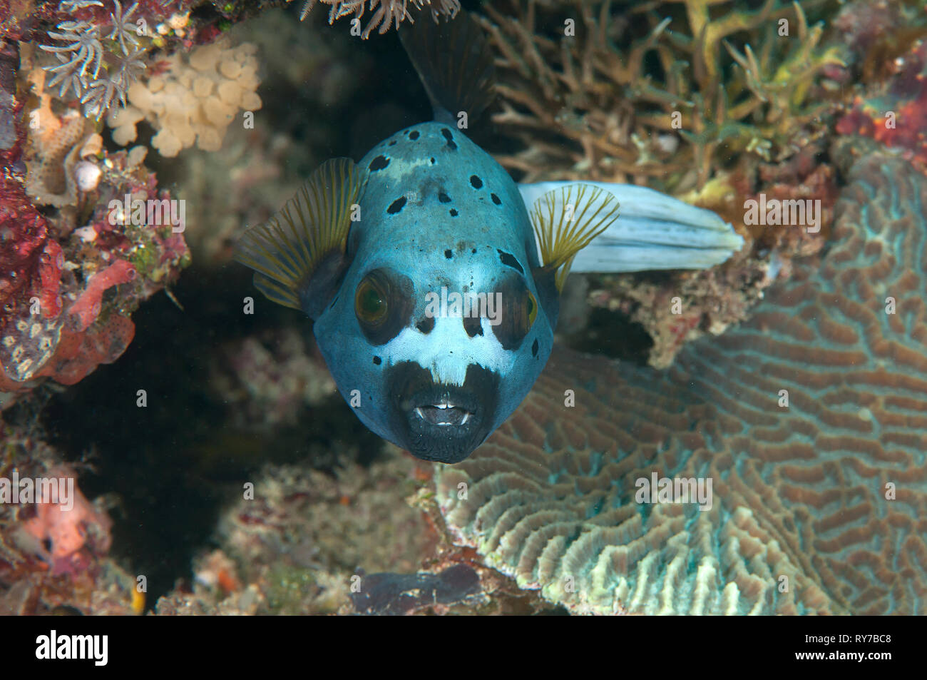 Blackspotted puffer( Arothron nigropunctatus ) swimming over coral reef of Bali, Indonesia, face to face. Stock Photo