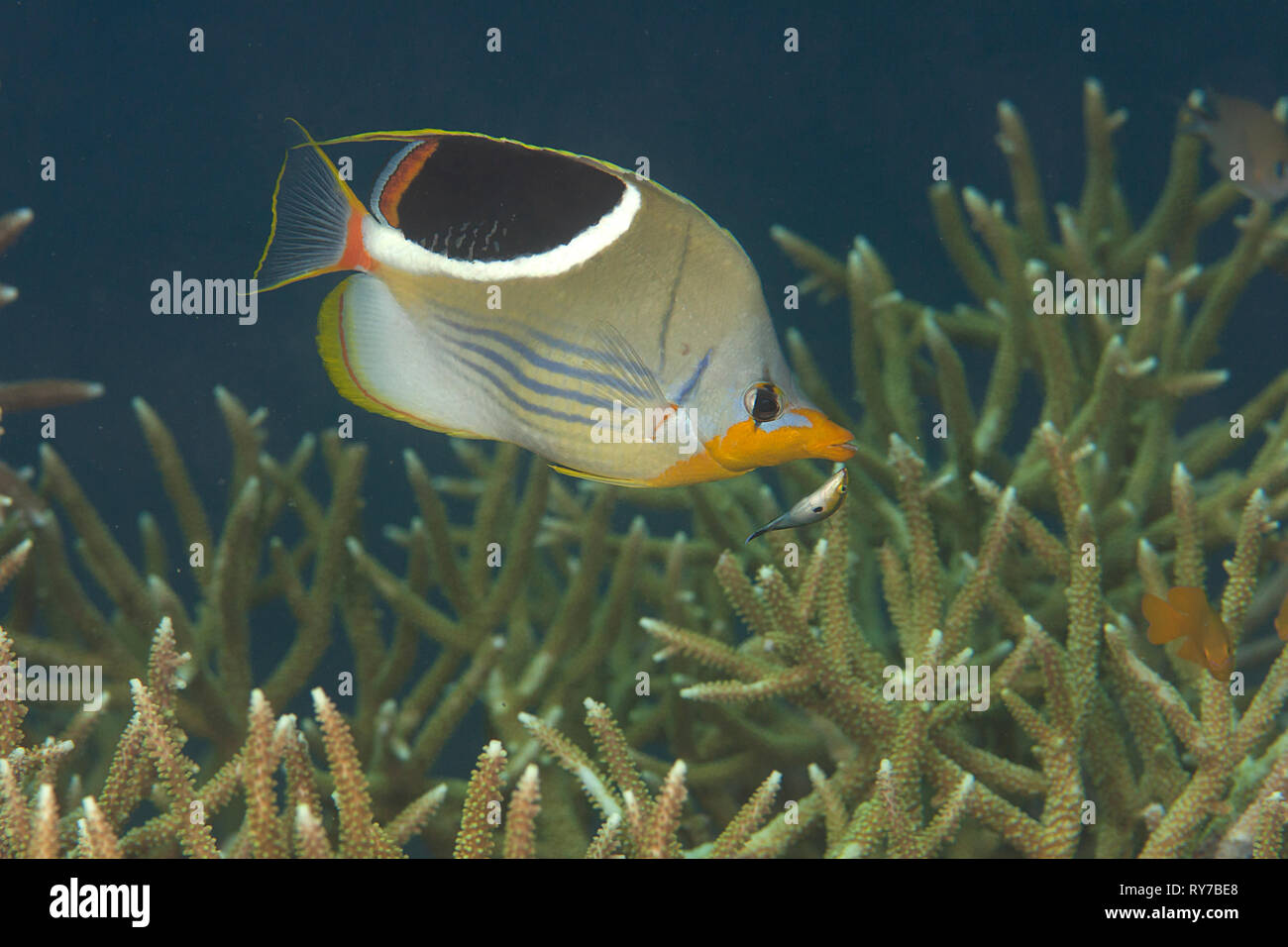 Saddled butterflyfish, Chaetodon ephipium   swimming over corals of Bali, Indonesia Stock Photo