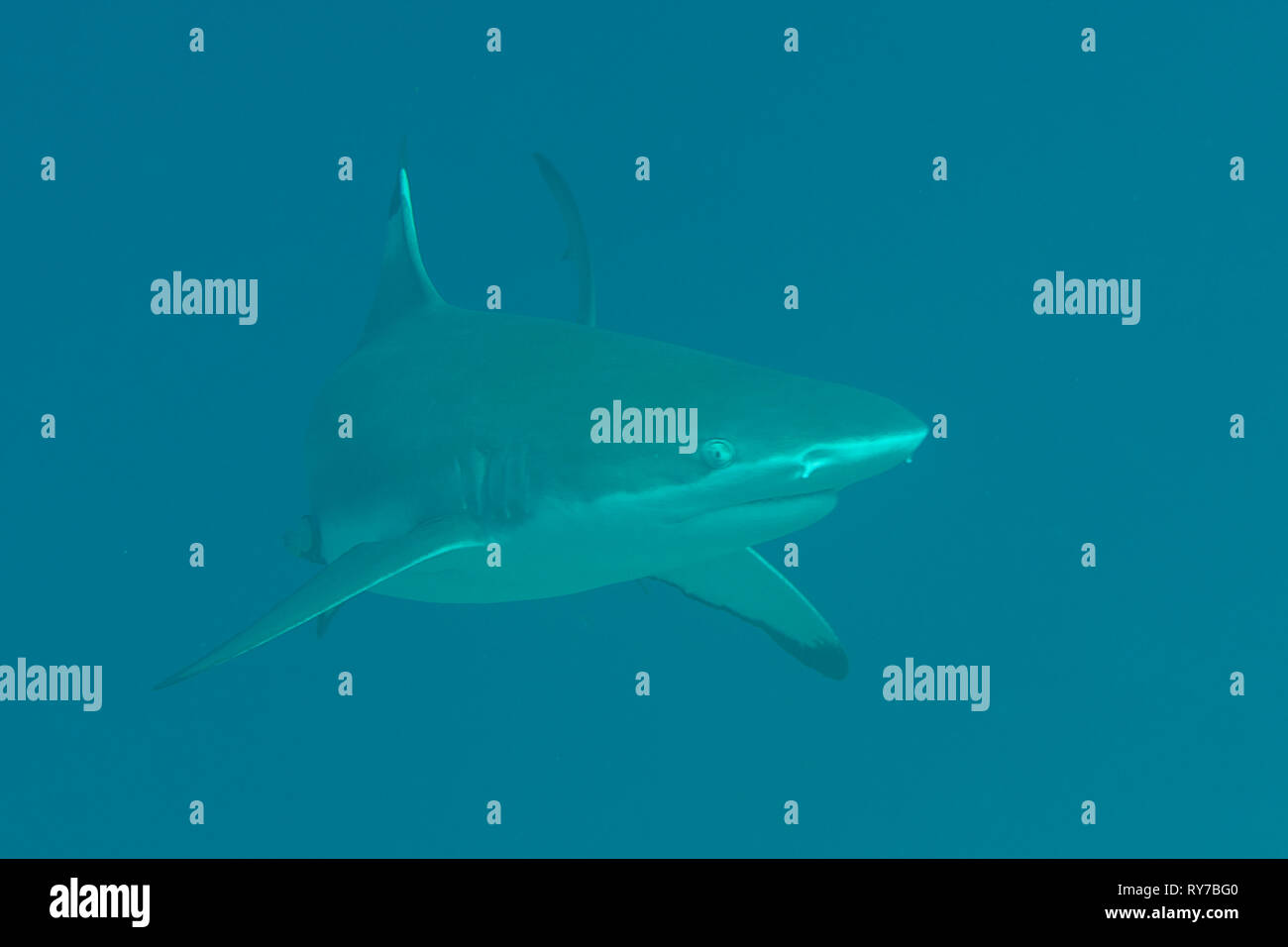 Blacktip reef shark (Carcharhinus melanopterus) swimming underwater