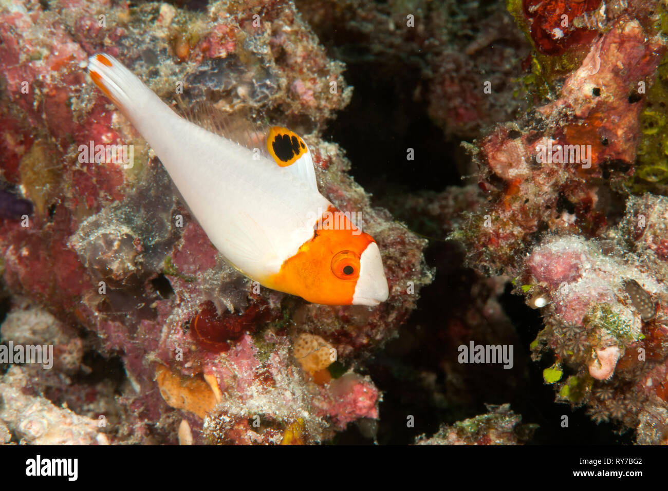 Bicolor parrotfish, juvenile ( Cetoscarus bicolor ) swimming among corals of Bali, Indonesia Stock Photo