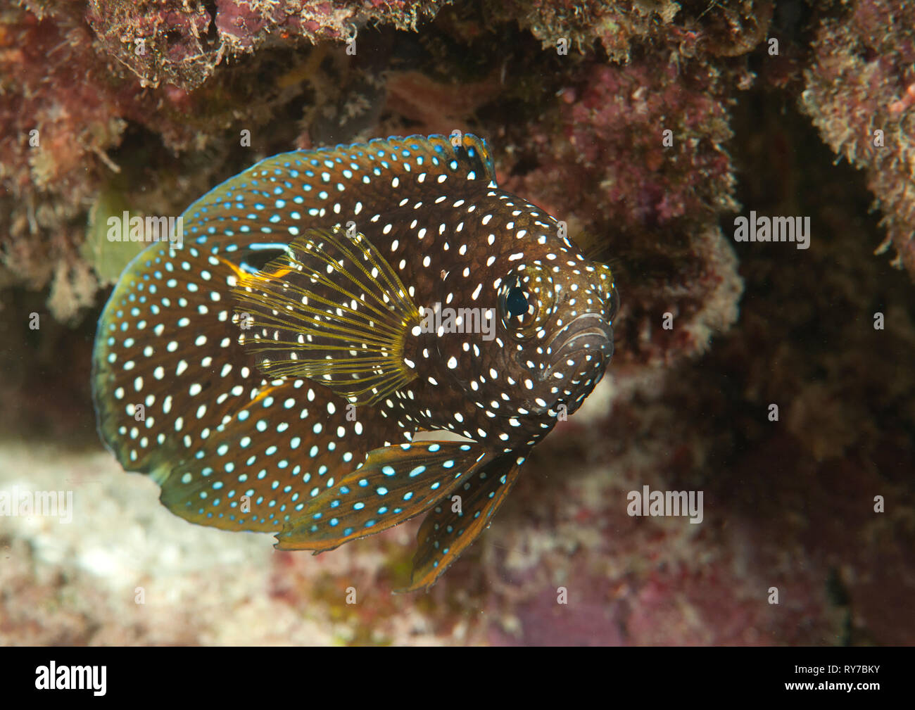 Comet or marine betta (Calloplesiops altivelis) swimming over corals of Bali, Indonesia Stock Photo