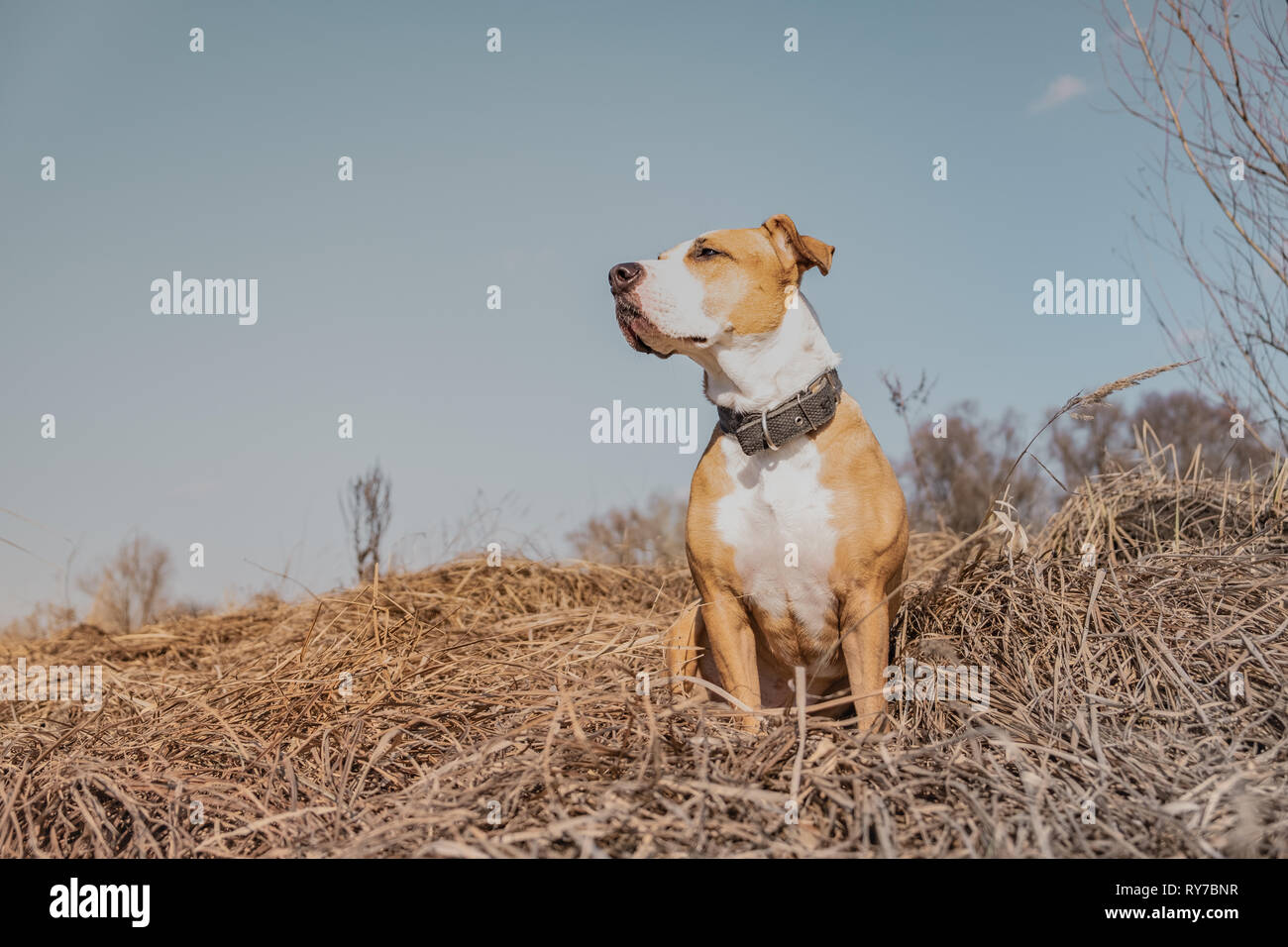 Beautiful dog in the field, hero shot. Portrait of mixed breed dog outdoors on sunny spring or autumn day, edited to have social media effects look Stock Photo