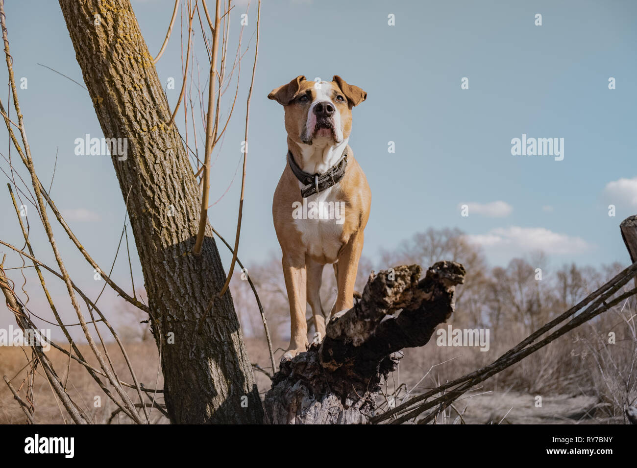 Beautiful dog in the field, standing on a dry tree, hero shot. Portrait of mixed breed dog outdoors on sunny spring or autumn day, creatively color ed Stock Photo