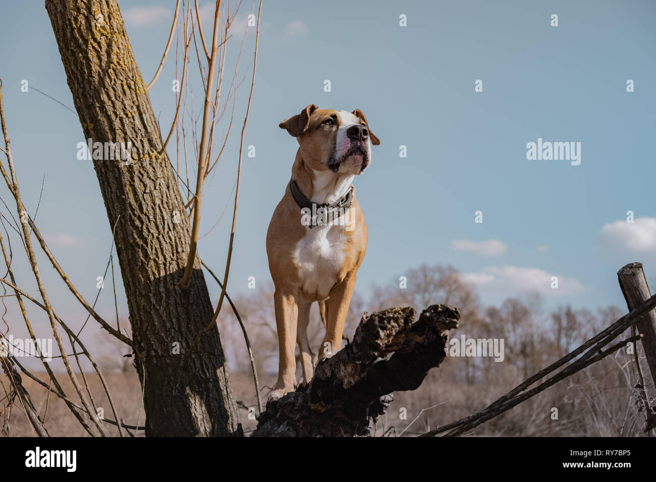 Beautiful dog in the field, standing on a dry tree, hero shot. Portrait of mixed breed dog outdoors on sunny spring or autumn day, creatively color ed Stock Photo