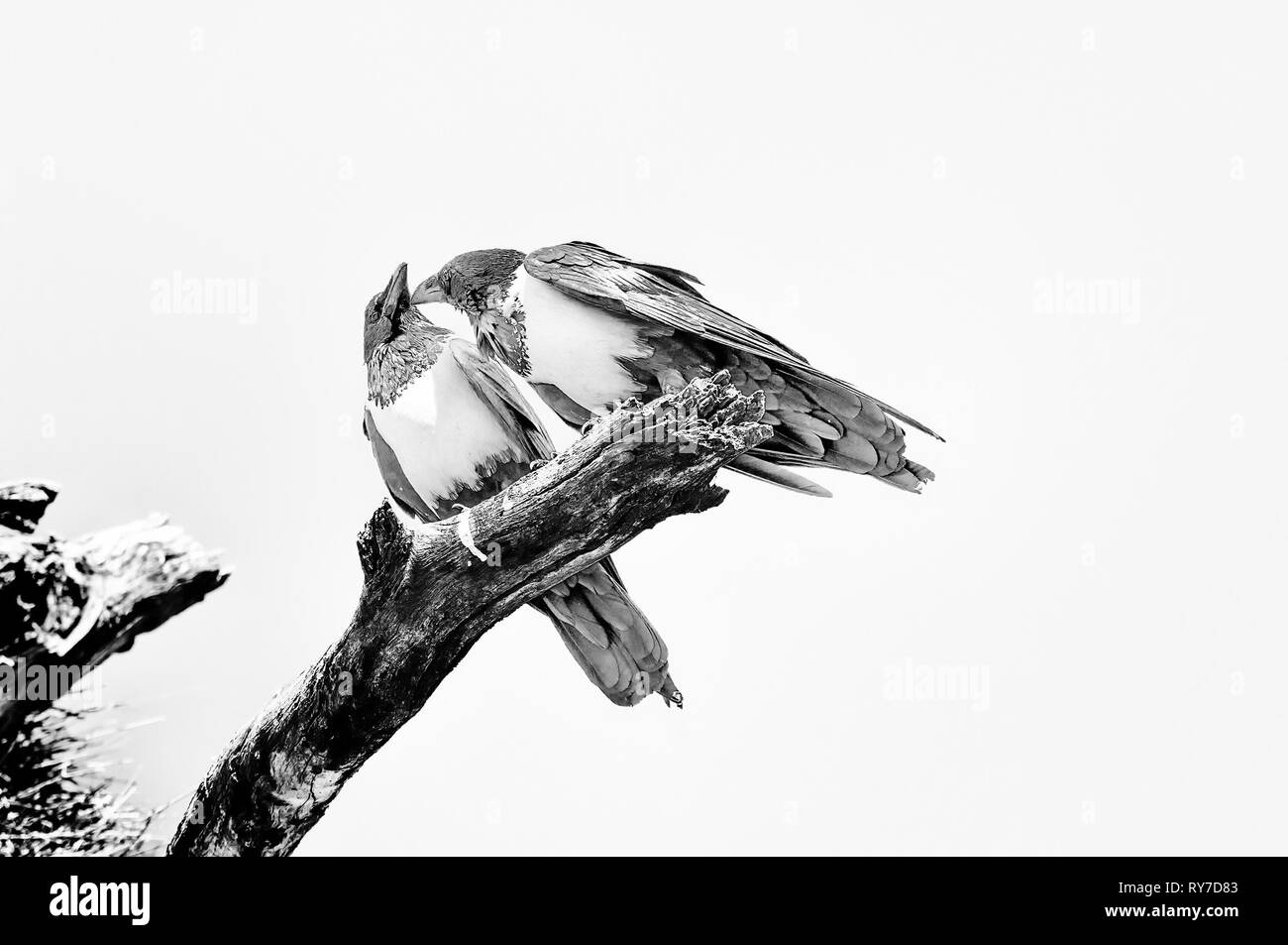 Two pied crows, Corvus albus, on a dead tree branch, interacting, Northern Namibia. Monochrome Stock Photo