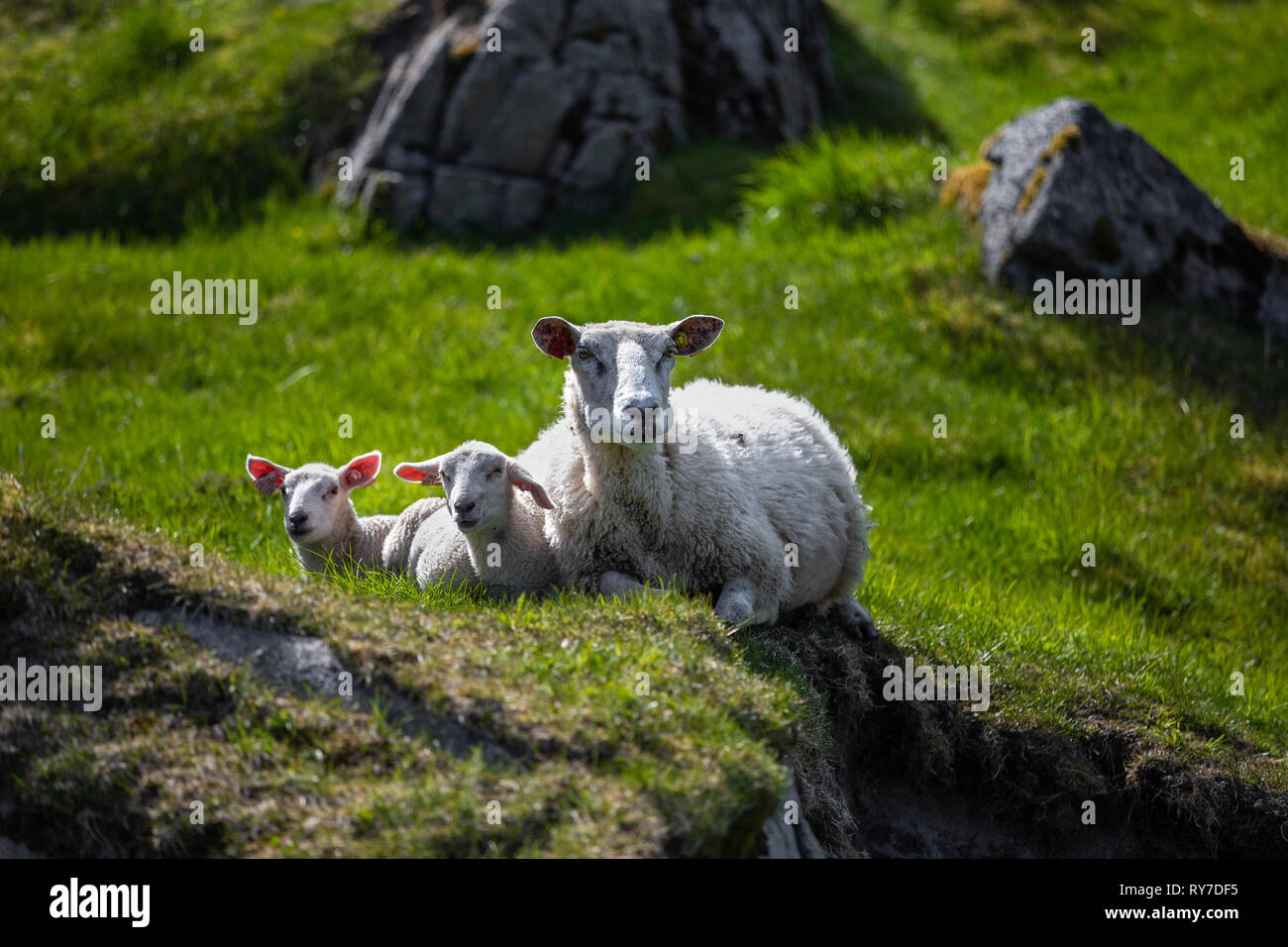 Mother and two baby sheep lying on a grass Stock Photo