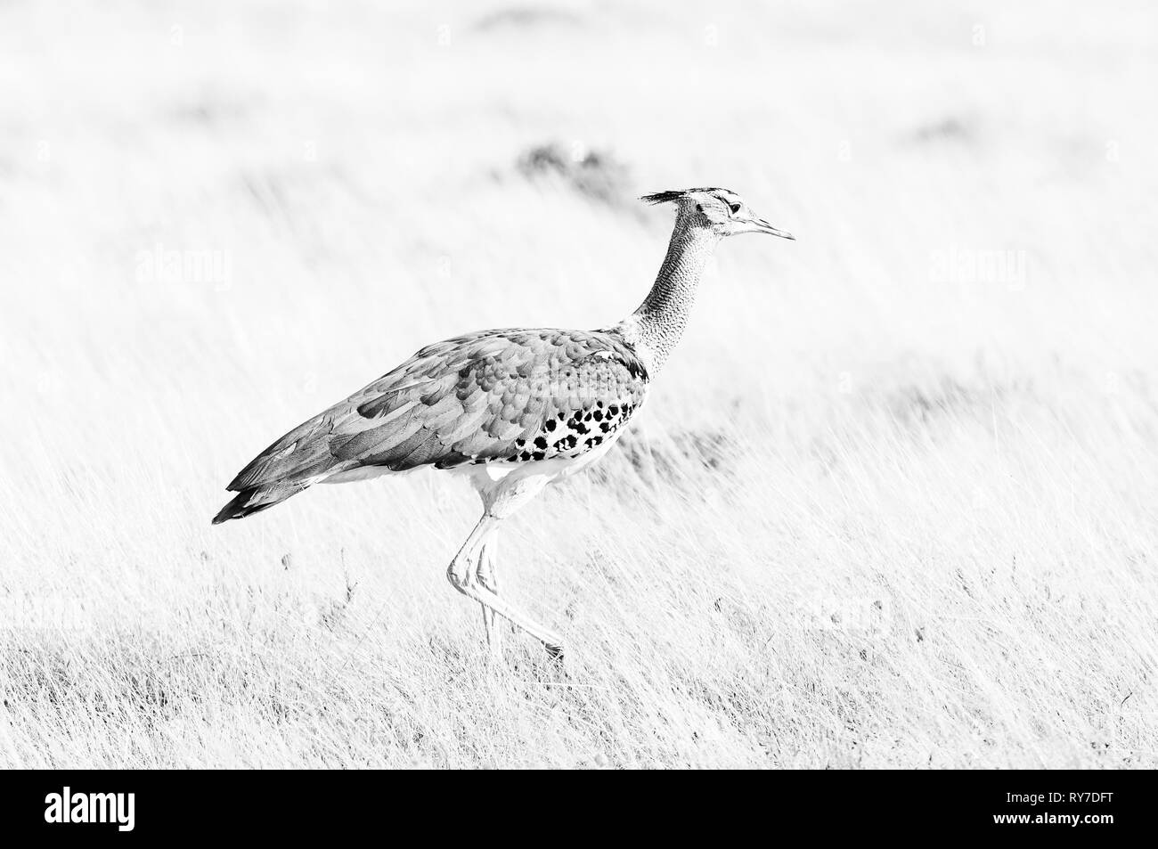 Bustard bird Black and White Stock Photos & Images - Alamy