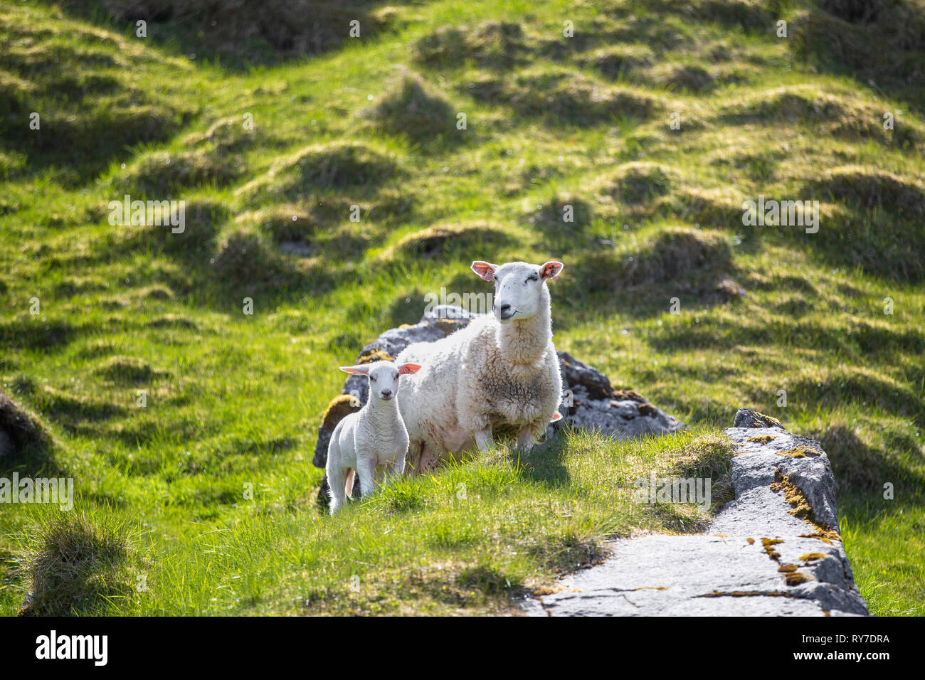 Baby sheep and its mother on green and grassy mountain slope Stock ...
