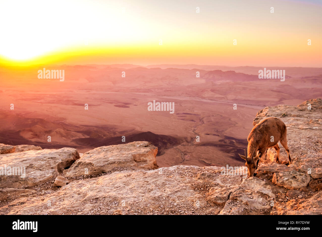 landscape view on sunrise from Mitzpe Ramon with rocks and mountain goat in Israel Stock Photo