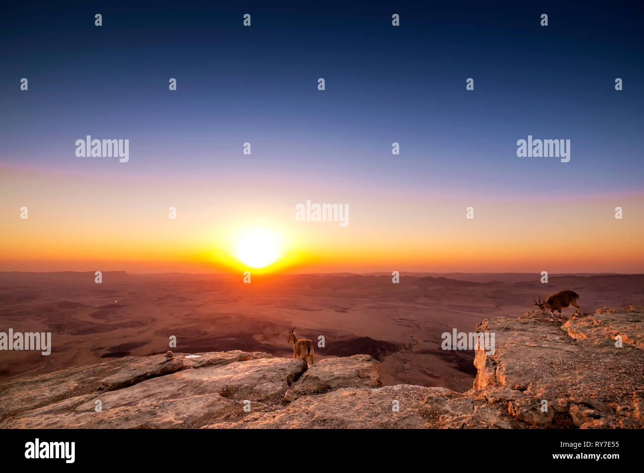 landscape view on sunrise from Mitzpe Ramon with rocks and mountain goat in Israel Stock Photo