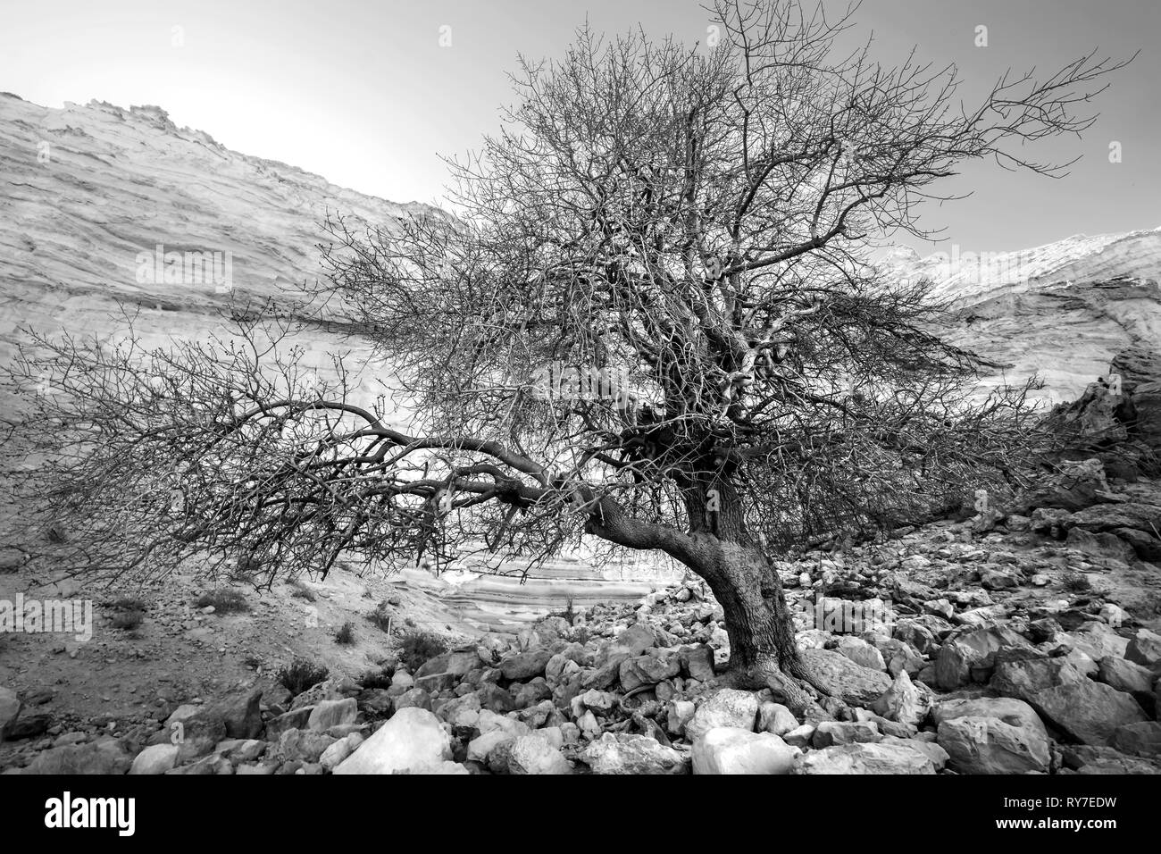 black and white landscape view of lonely tree in the desert, Ein Ovdat ...